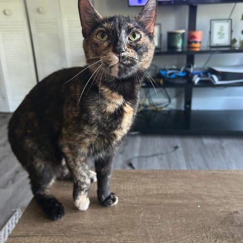 Matilda, a Adoptable Domestic Short Hair in Georgetown, KY image 4/5
