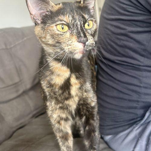 Matilda, a Adoptable Domestic Short Hair in Georgetown, KY image 5/5