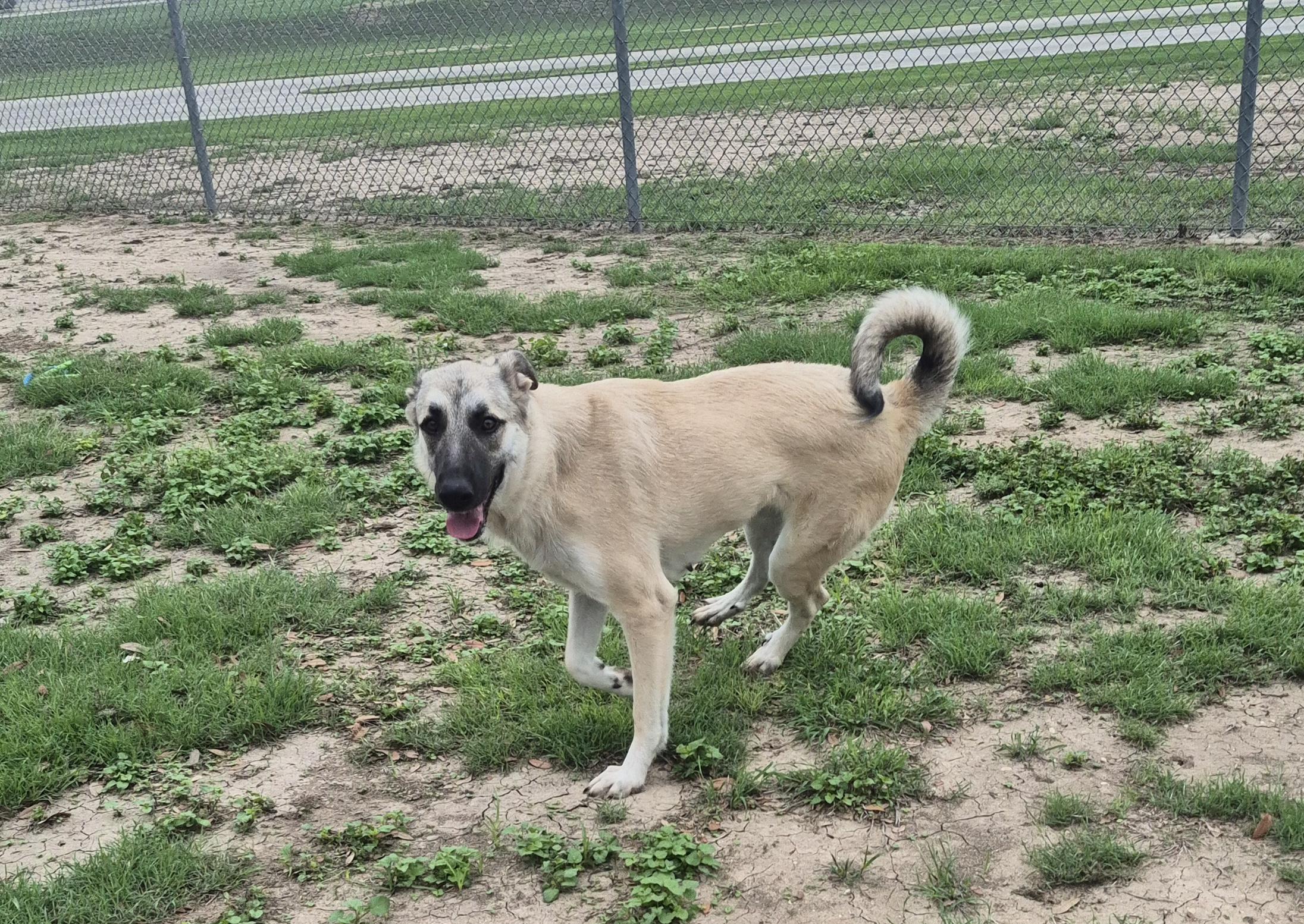 Enlarge Kassidy, a ADOPTABLE Anatolian Shepherd in Schertz, TX image 4/5