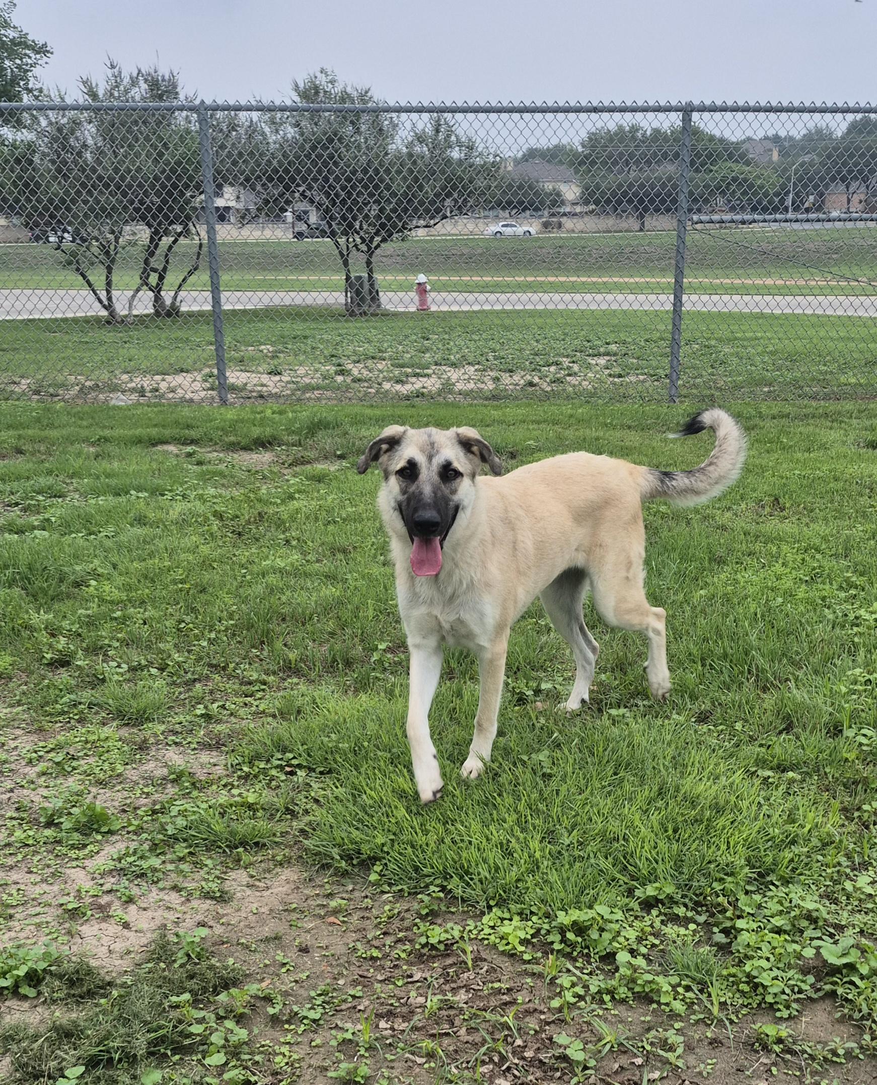 Enlarge Kassidy, a ADOPTABLE Anatolian Shepherd in Schertz, TX image 2/5