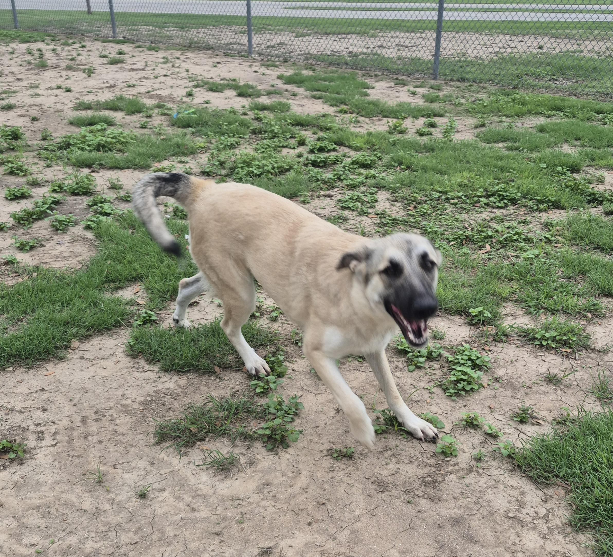 Enlarge Kassidy, a ADOPTABLE Anatolian Shepherd in Schertz, TX image 5/5