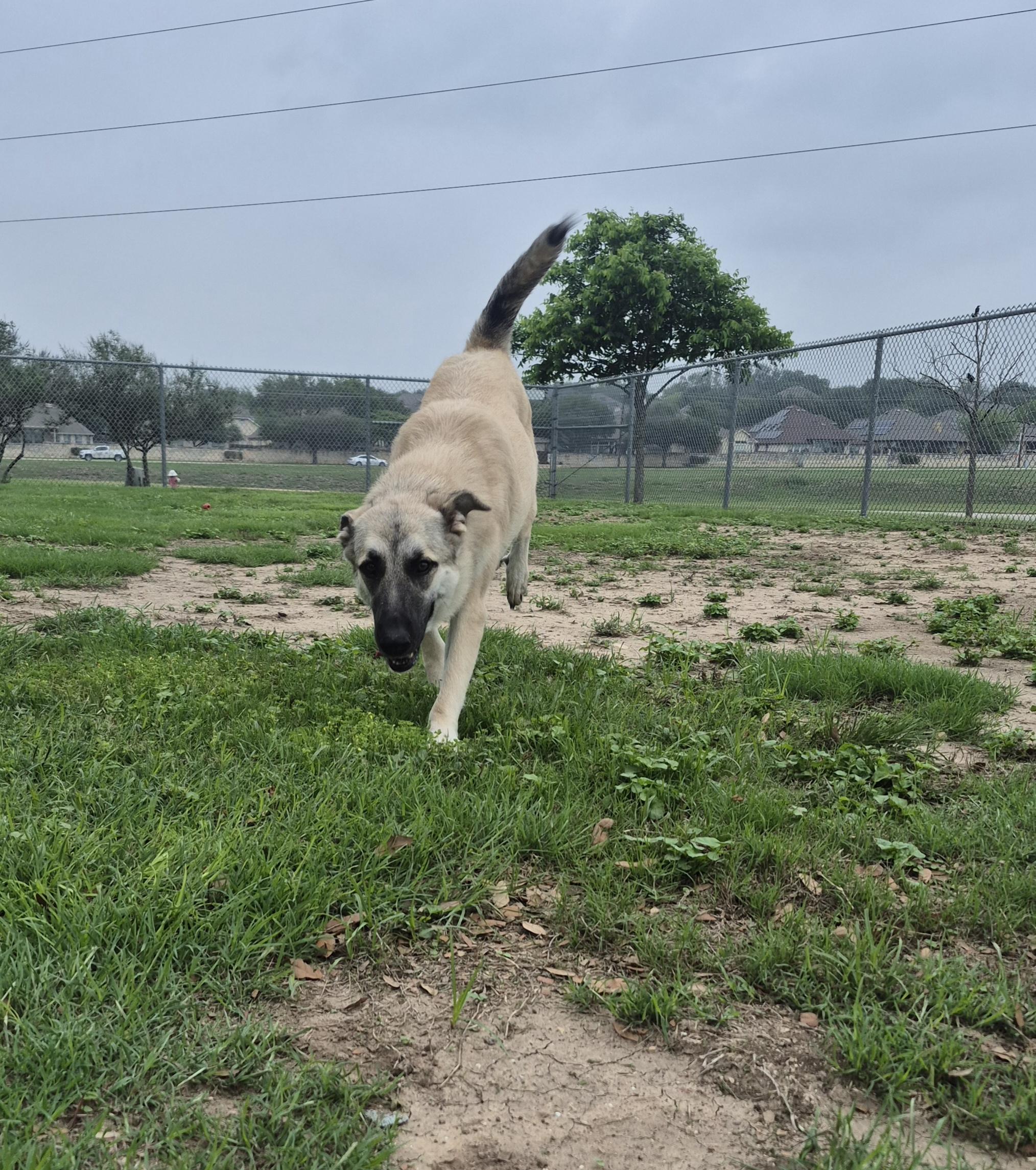Kassidy, ADOPTABLE, Adult Female Anatolian Shepherd.