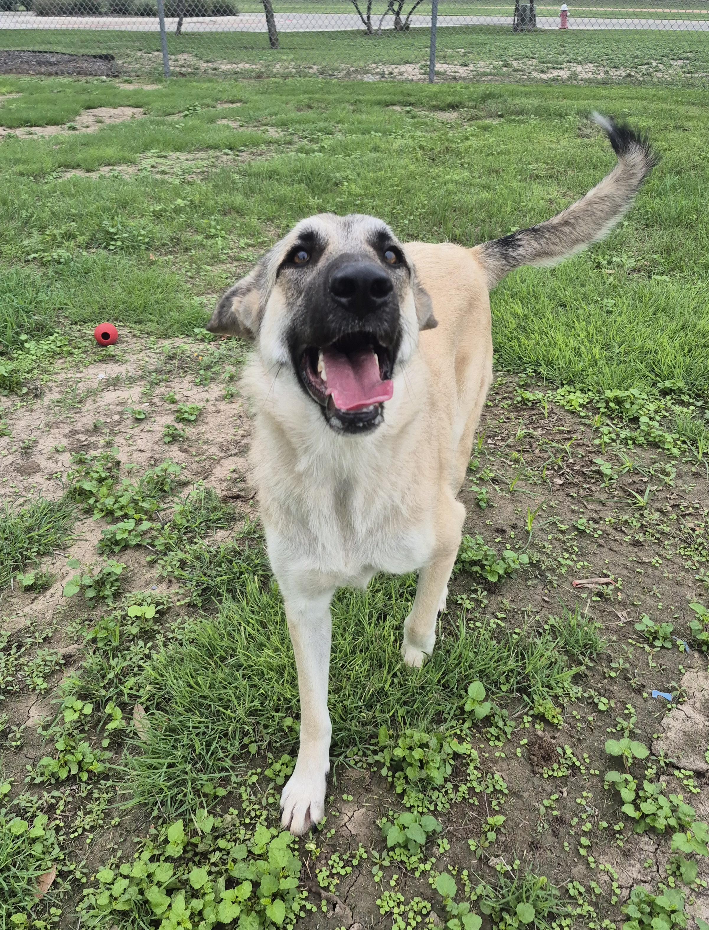 Enlarge Kassidy, a ADOPTABLE Anatolian Shepherd in Schertz, TX image 3/5