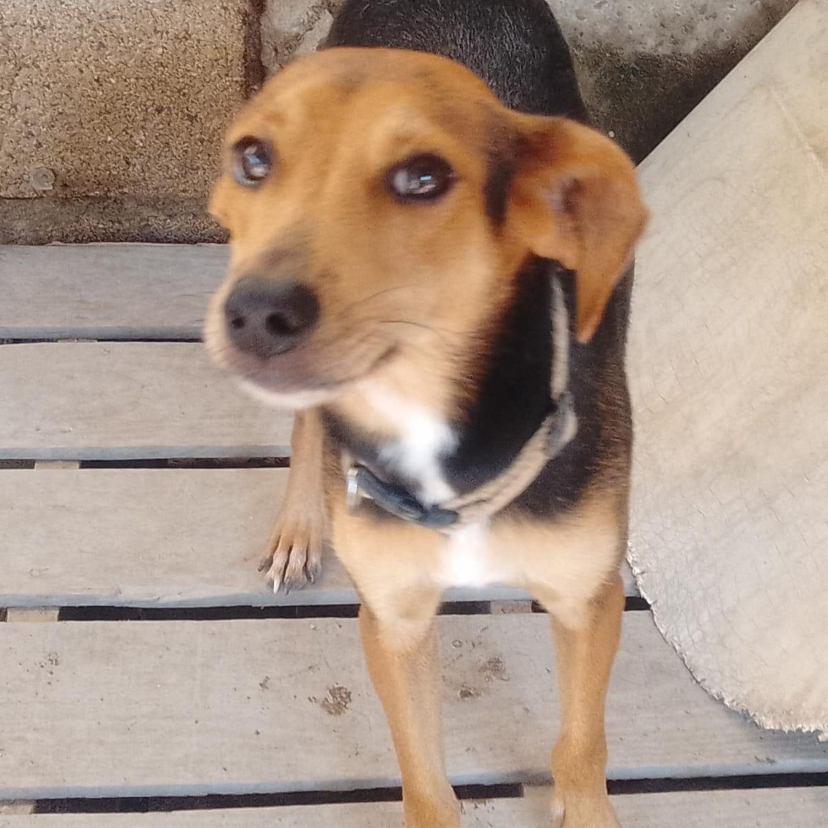 Chetos, an adoptable Mixed Breed in Las Jarretaderas, NAY, 63735 | Photo Image 6