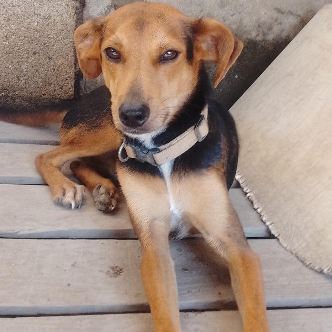 Chetos, an adoptable Mixed Breed in Las Jarretaderas, NAY, 63735 | Photo Image 4