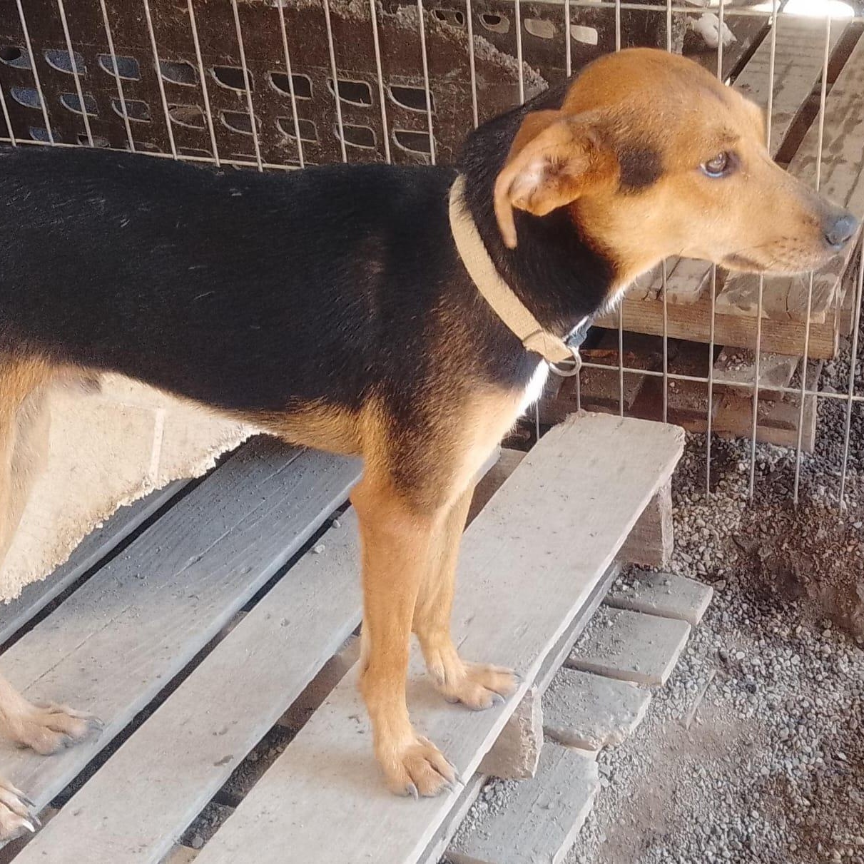 Chetos, an adoptable Mixed Breed in Las Jarretaderas, NAY, 63735 | Photo Image 5