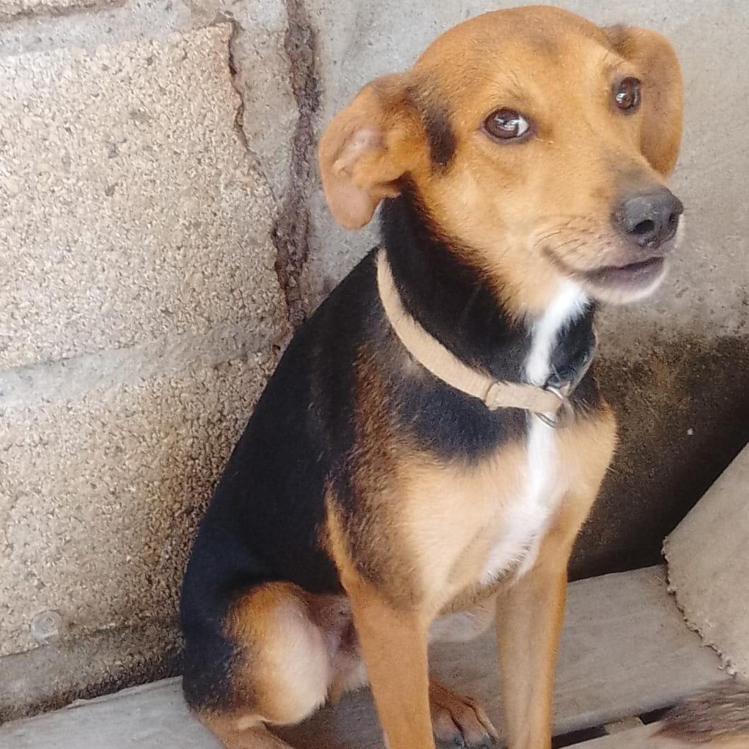 Chetos, an adoptable Mixed Breed in Las Jarretaderas, NAY, 63735 | Photo Image 1