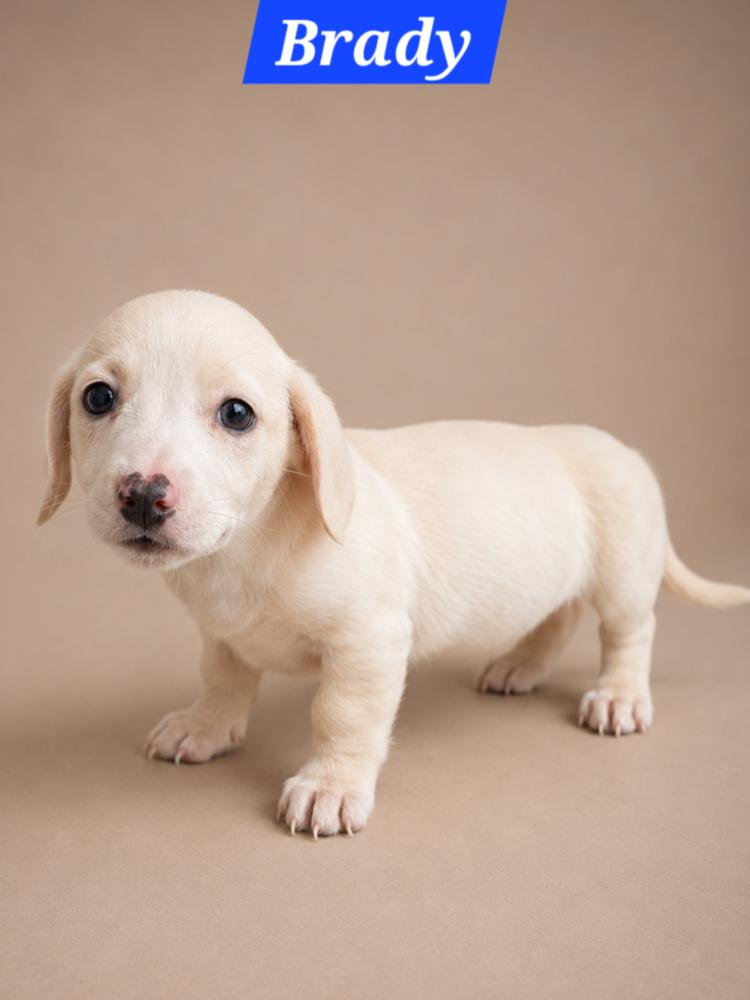 Brady Bunch - Brady, Adoptable, Puppy Female Dachshund & Cattle Dog.