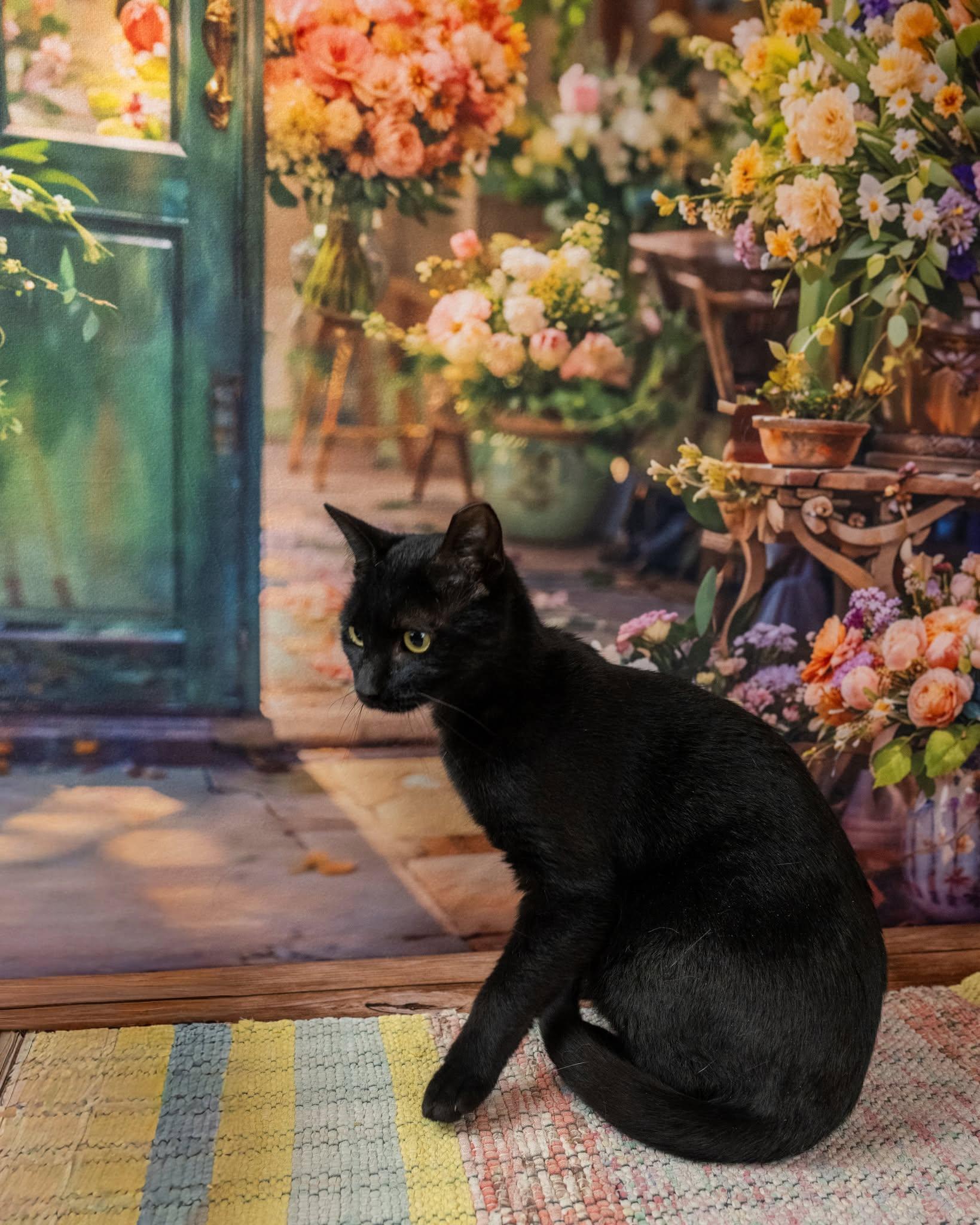Zack, a ADOPTABLE Domestic Short Hair in Lapeer, MI image 4/4