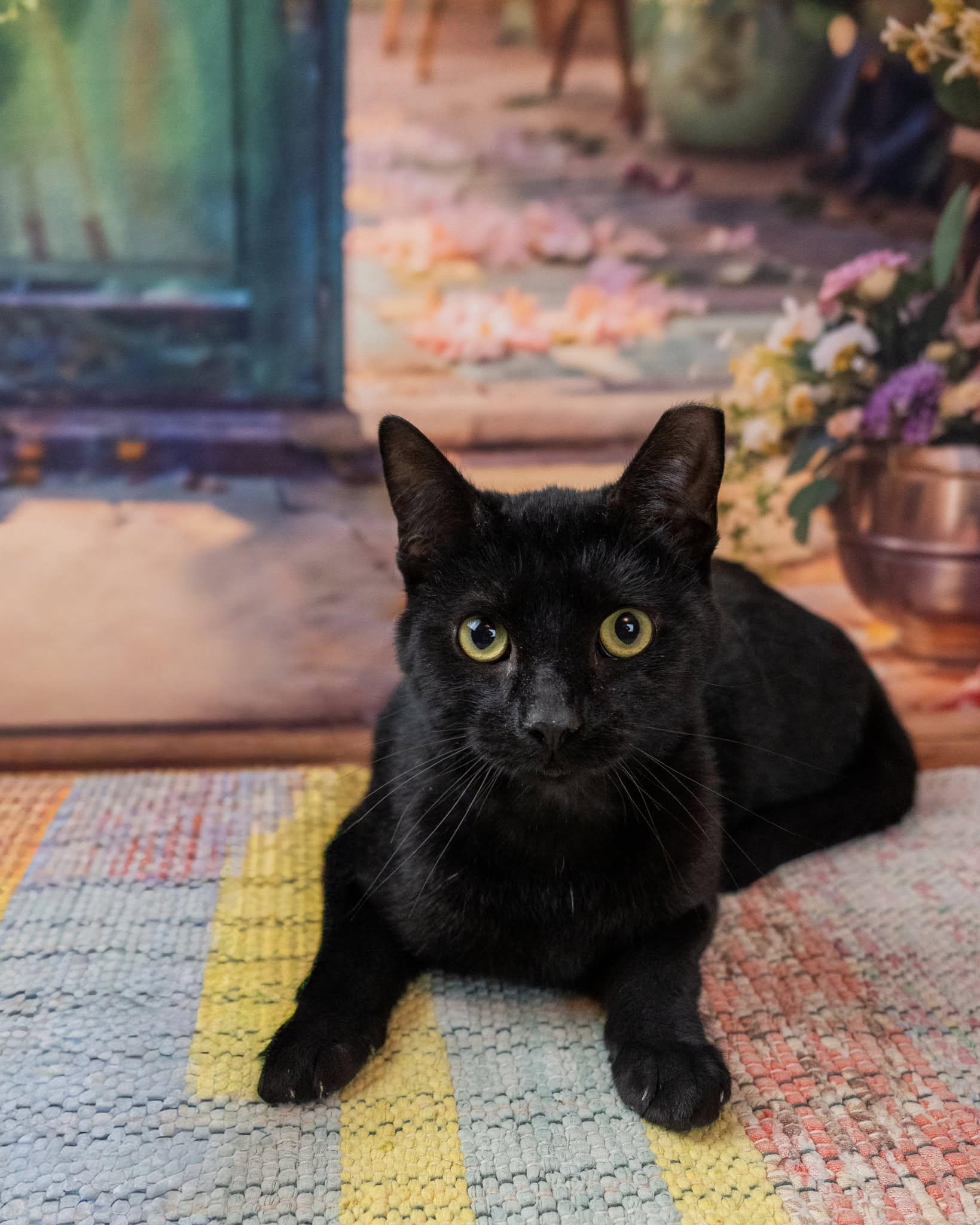 Zack, ADOPTABLE, Adult Male Domestic Short Hair.