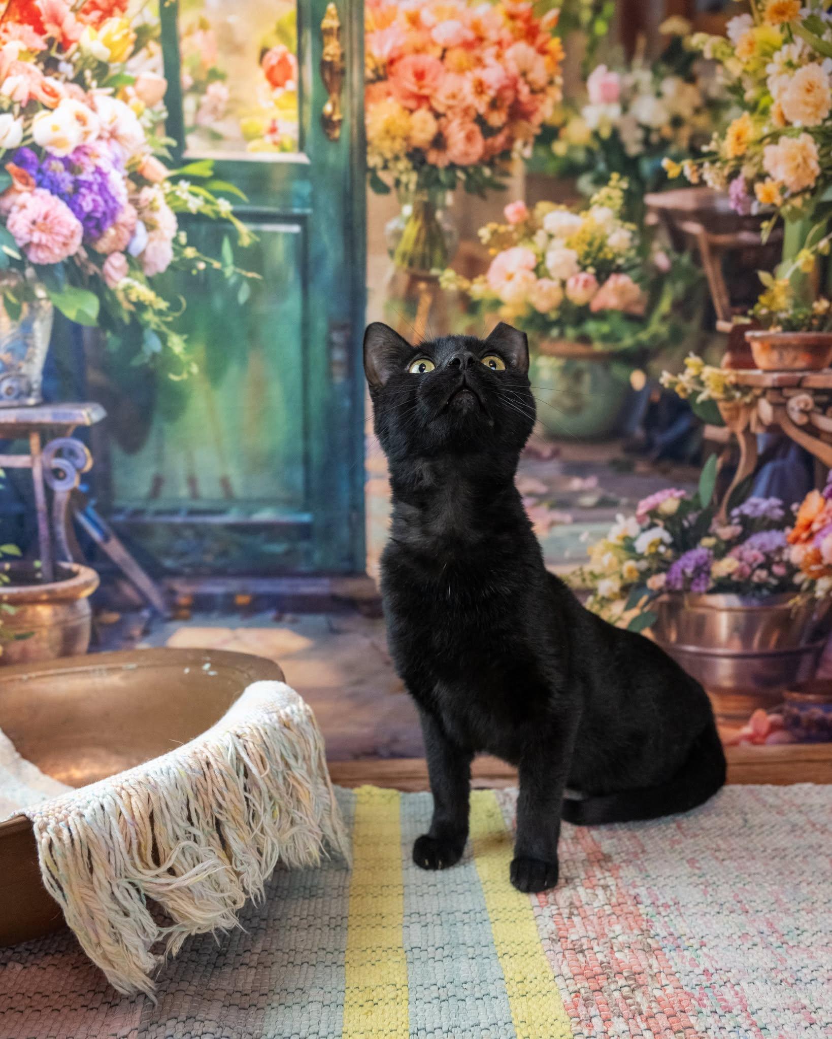 Zack, a ADOPTABLE Domestic Short Hair in Lapeer, MI image 2/4