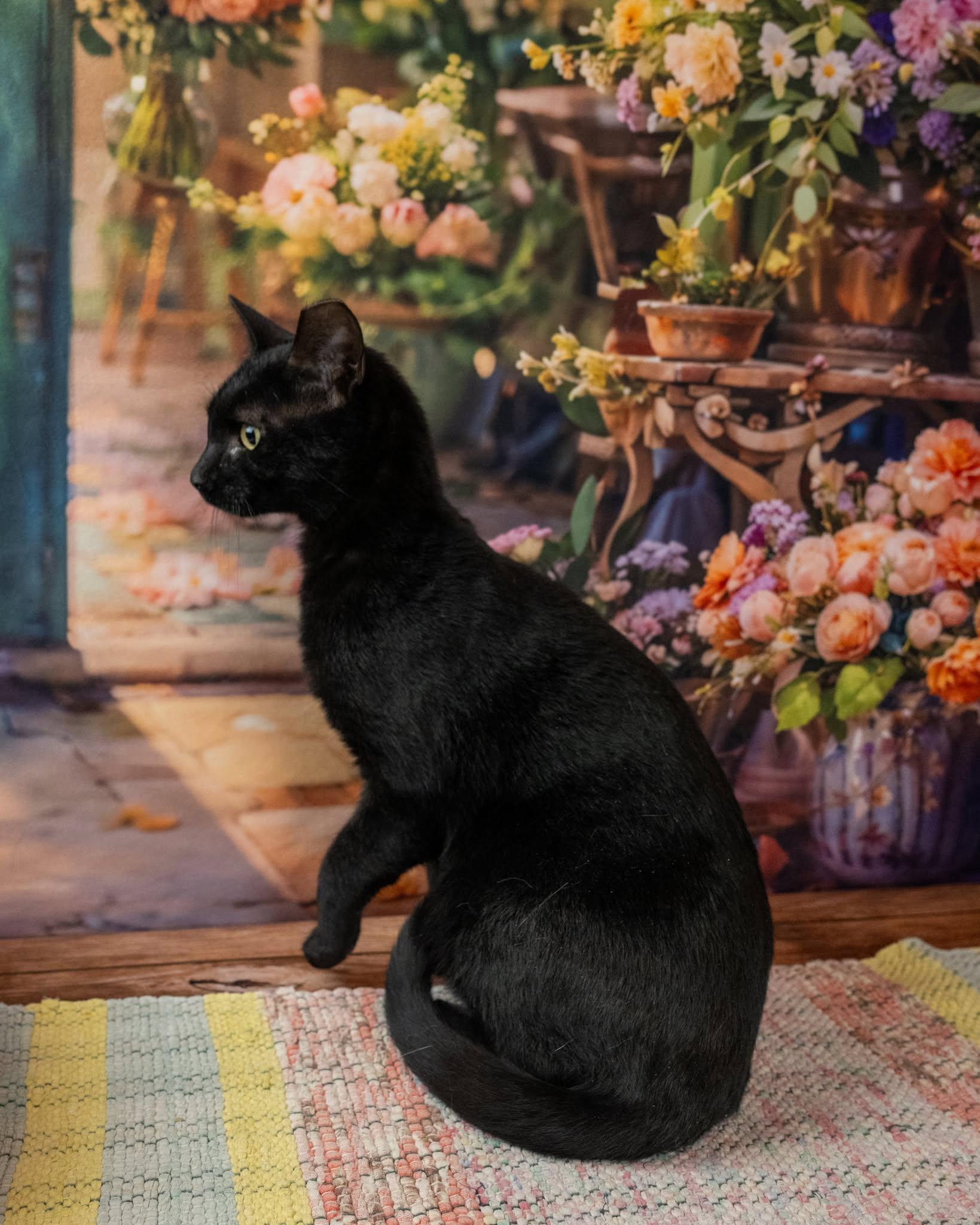 Zack, a ADOPTABLE Domestic Short Hair in Lapeer, MI image 3/4