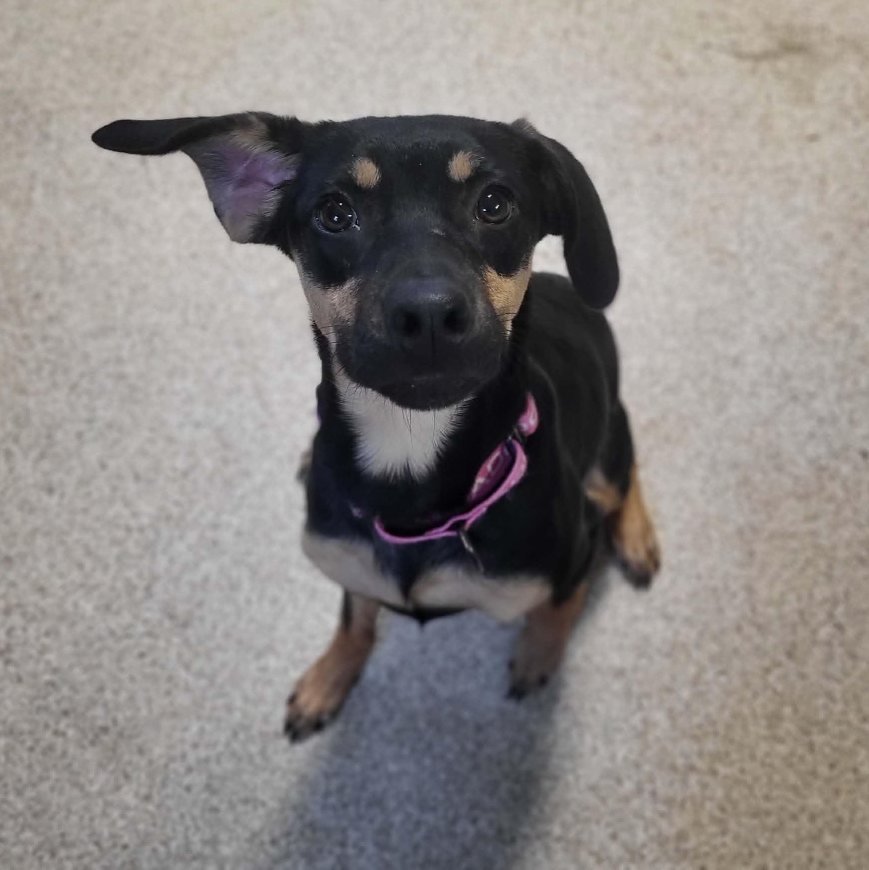 Twinkle, ADOPTABLE, Young Female German Shepherd Dog.