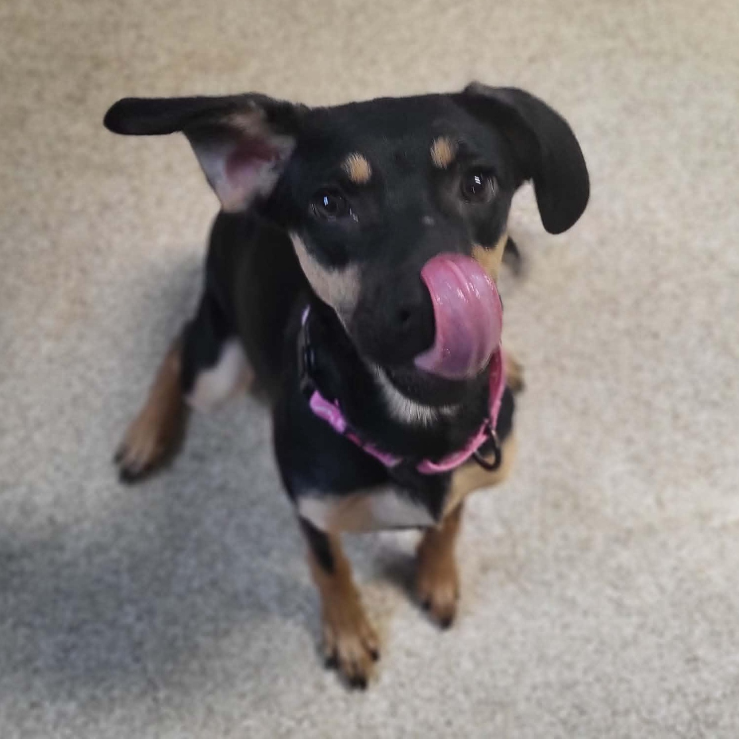 Twinkle, a ADOPTABLE mixed breed in Sunderland, MD image 2/4