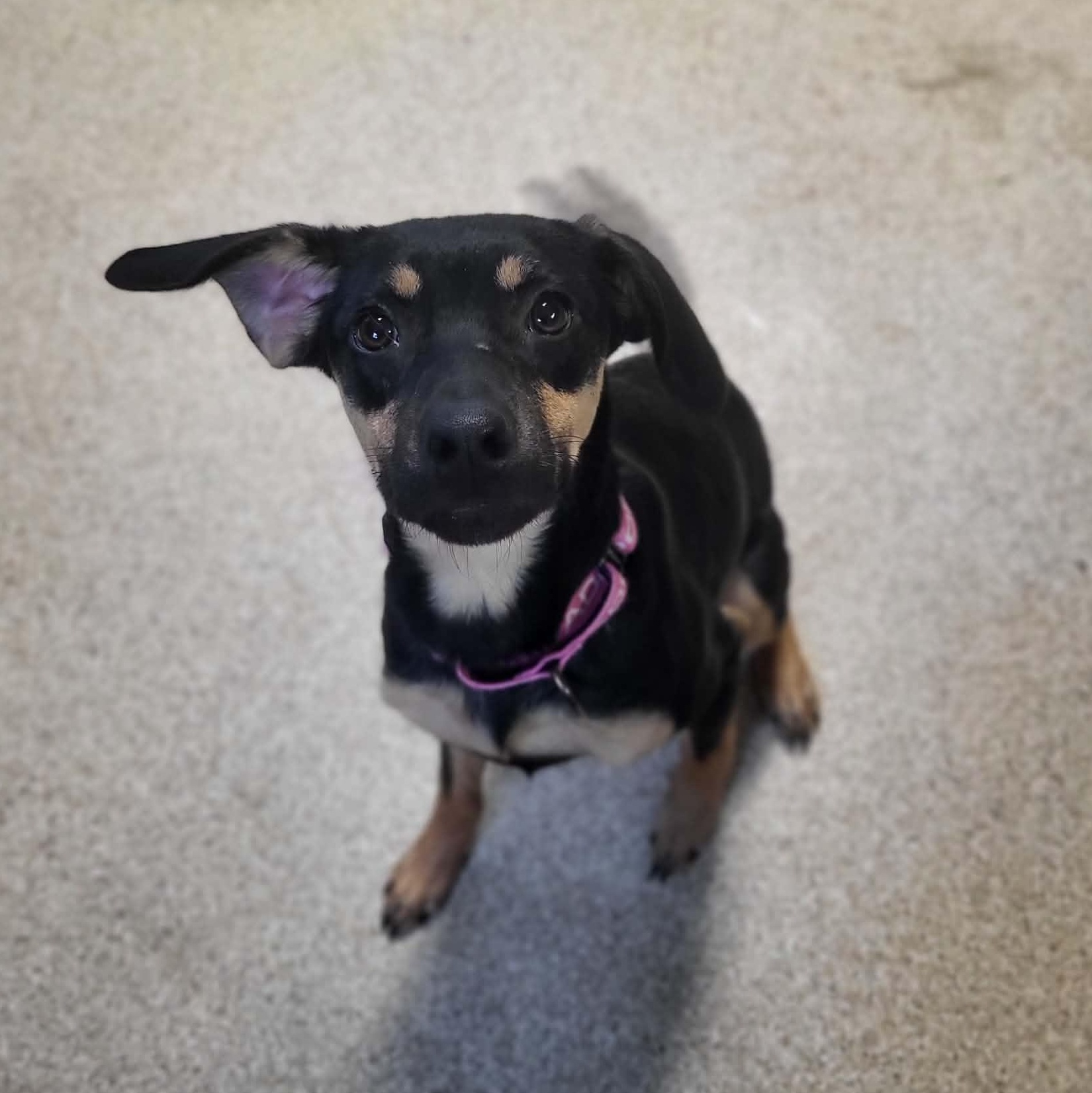 Twinkle, a ADOPTABLE mixed breed in Sunderland, MD image 3/4