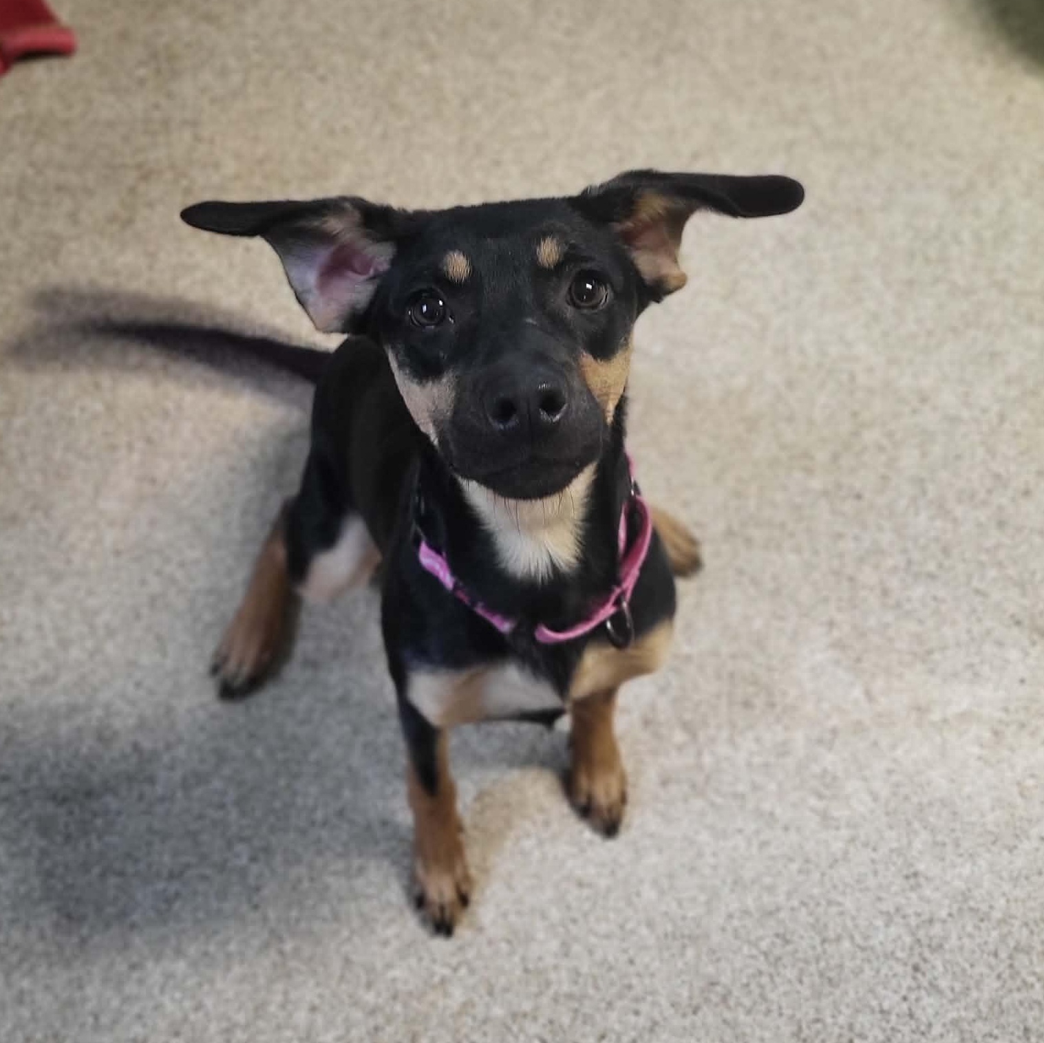 Twinkle, a ADOPTABLE mixed breed in Sunderland, MD image 4/4