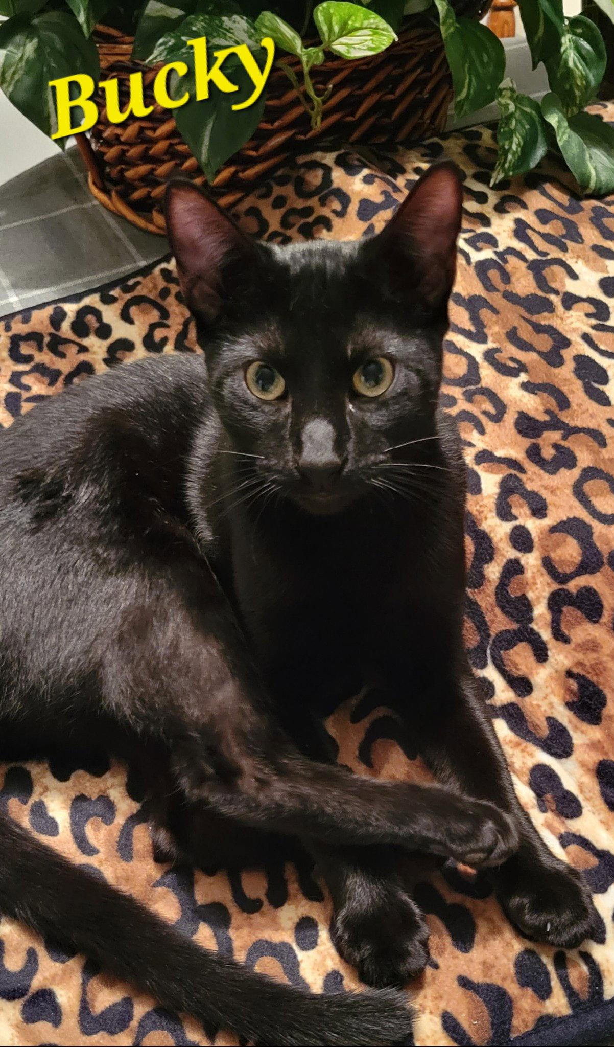 Bucky, Adoptable, Young Male Domestic Long Hair.