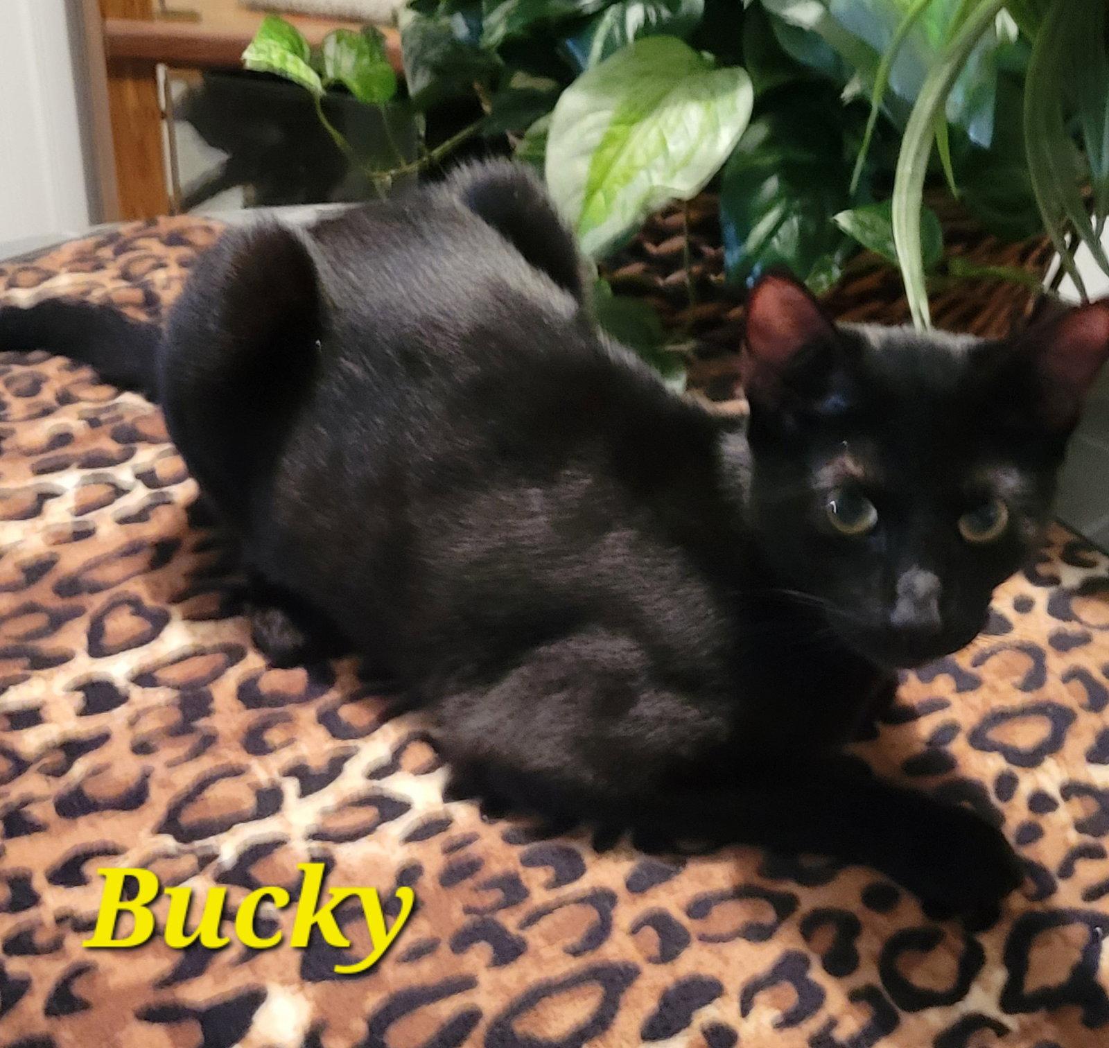 Enlarge Bucky, a Adoptable Domestic Long Hair in Locust Grove, GA image 2/2