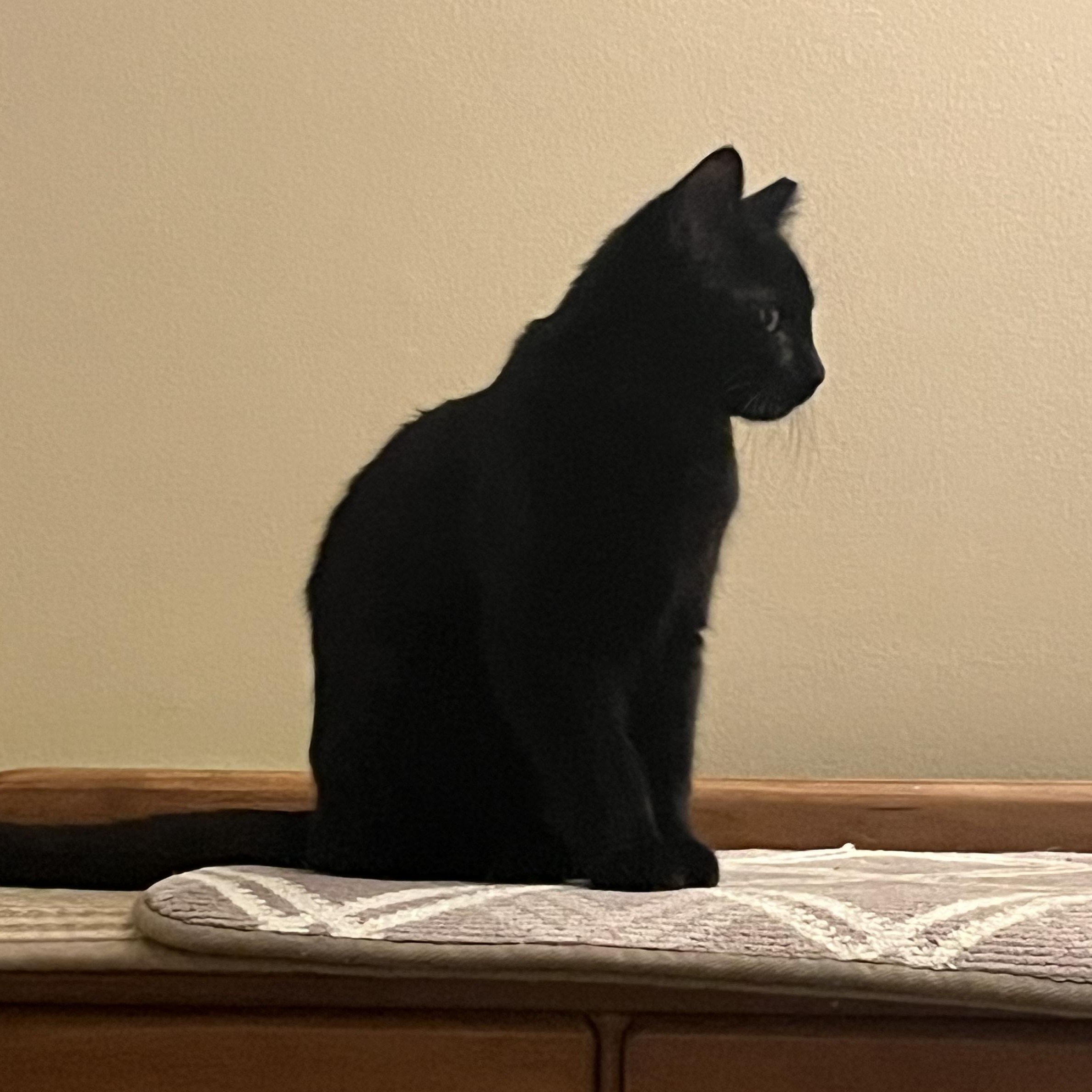 Enlarge Bitty, a Adoptable mixed breed in Livonia, MI image 2/3