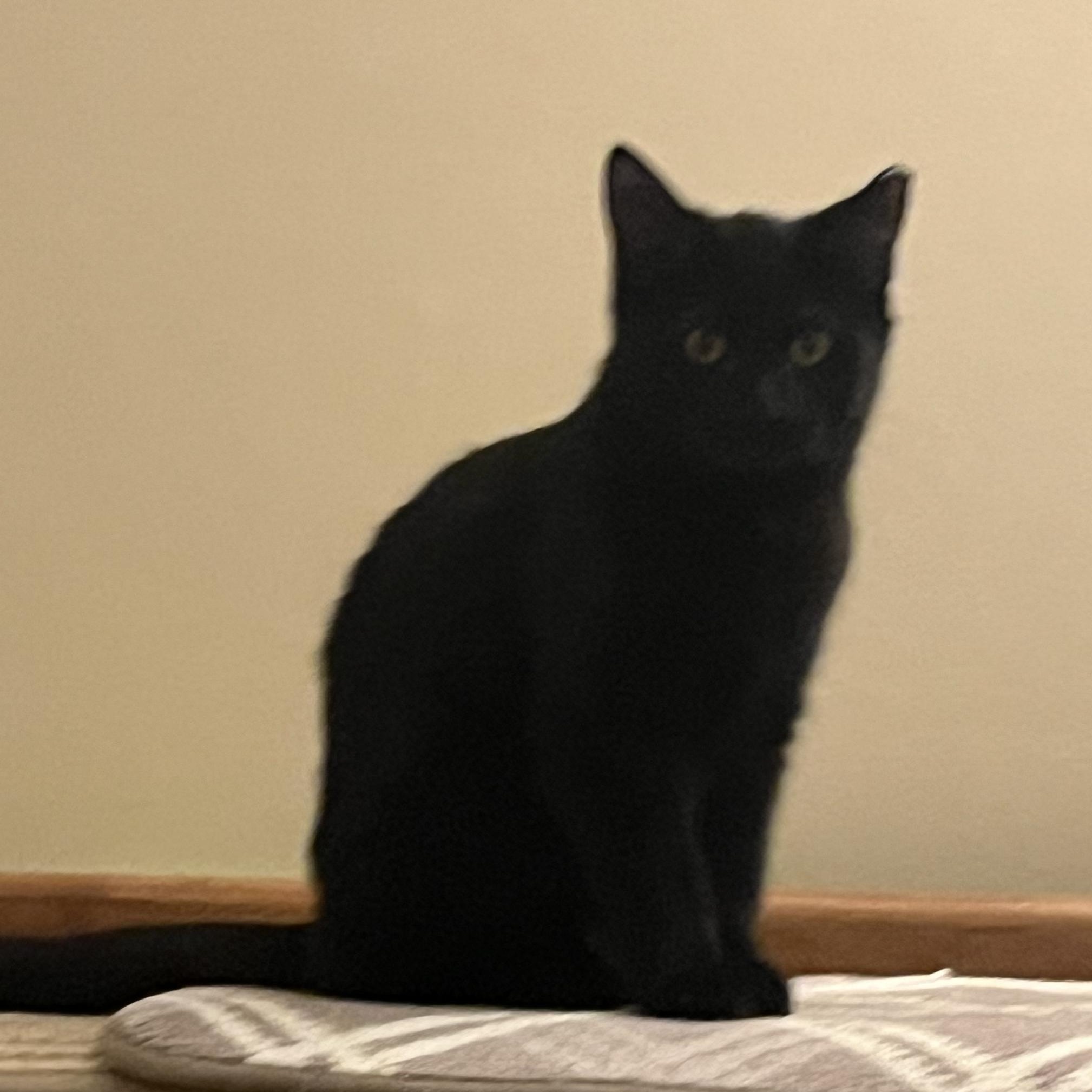 Bitty, Adoptable, Young Female Bombay & Domestic Short Hair.