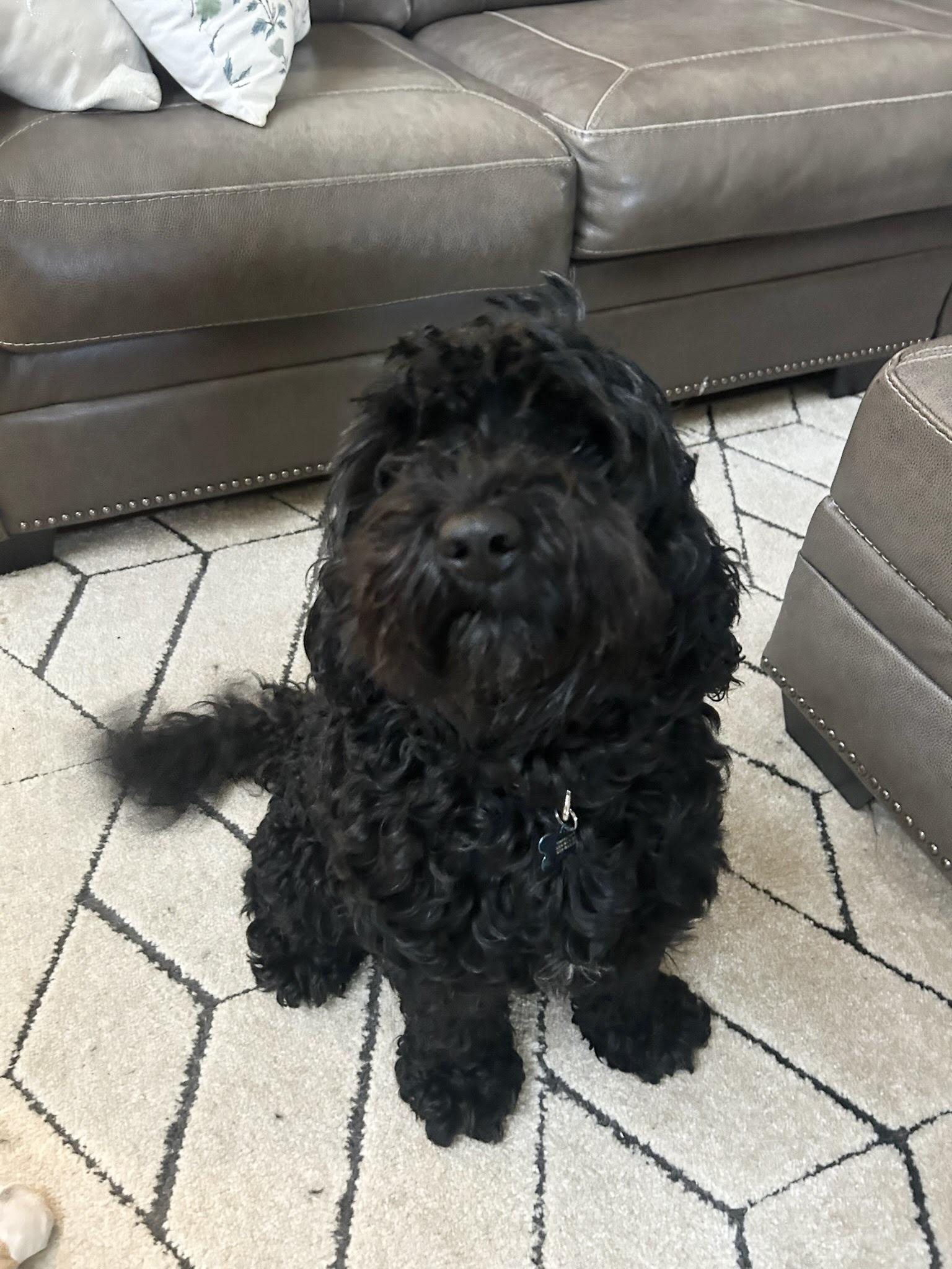 Crouton, ADOPTABLE, Adult Male Cockapoo.
