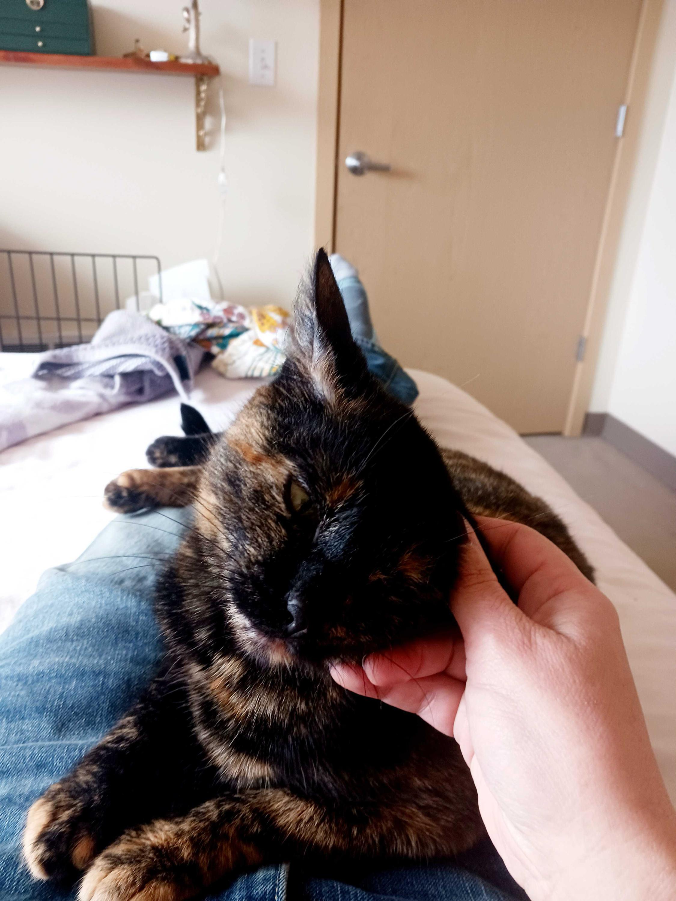 Enlarge Docia , a ADOPTABLE Domestic Short Hair in Seattle, WA image 2/4