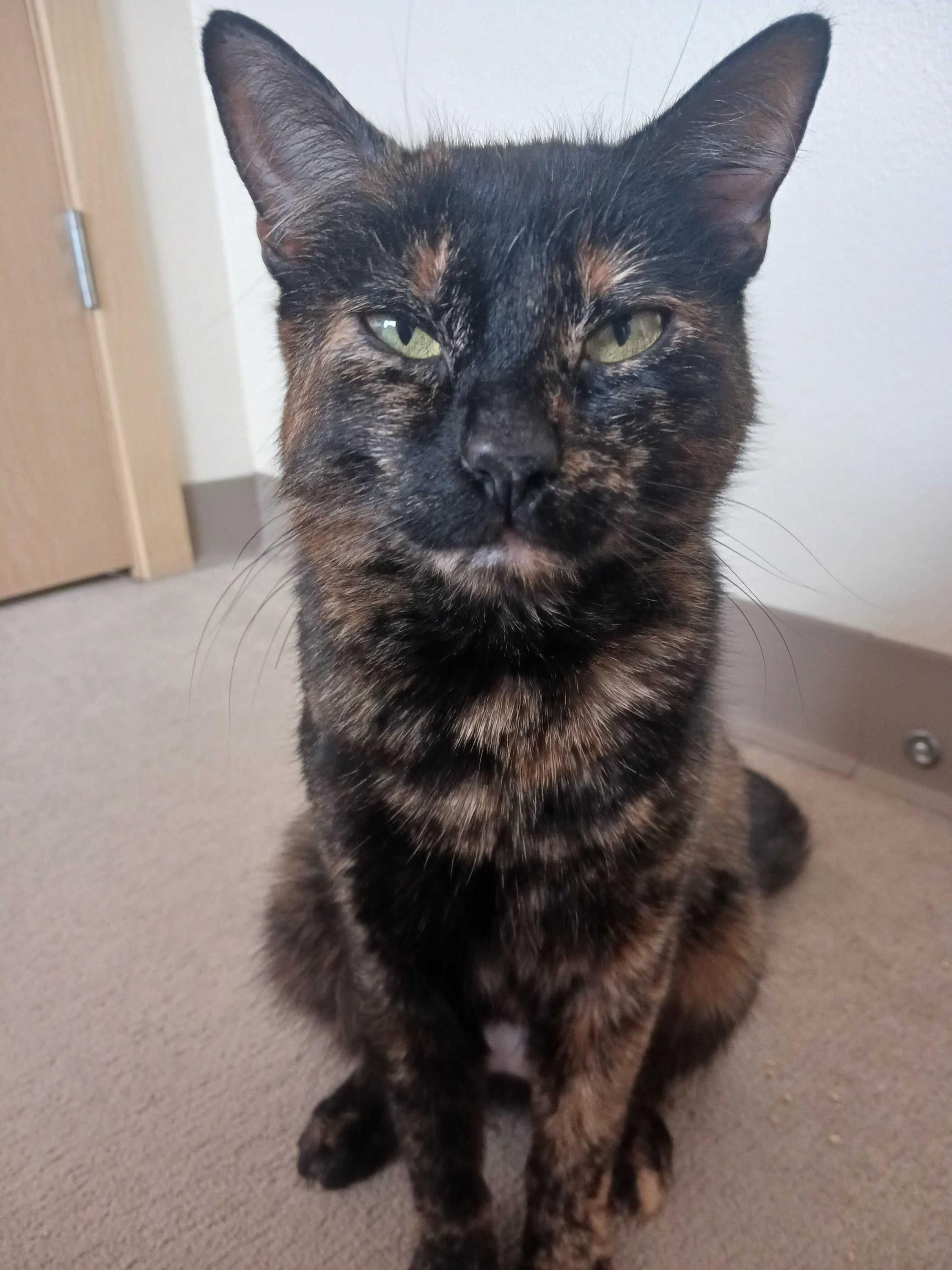 Enlarge Docia , a ADOPTABLE Domestic Short Hair in Seattle, WA image 3/4