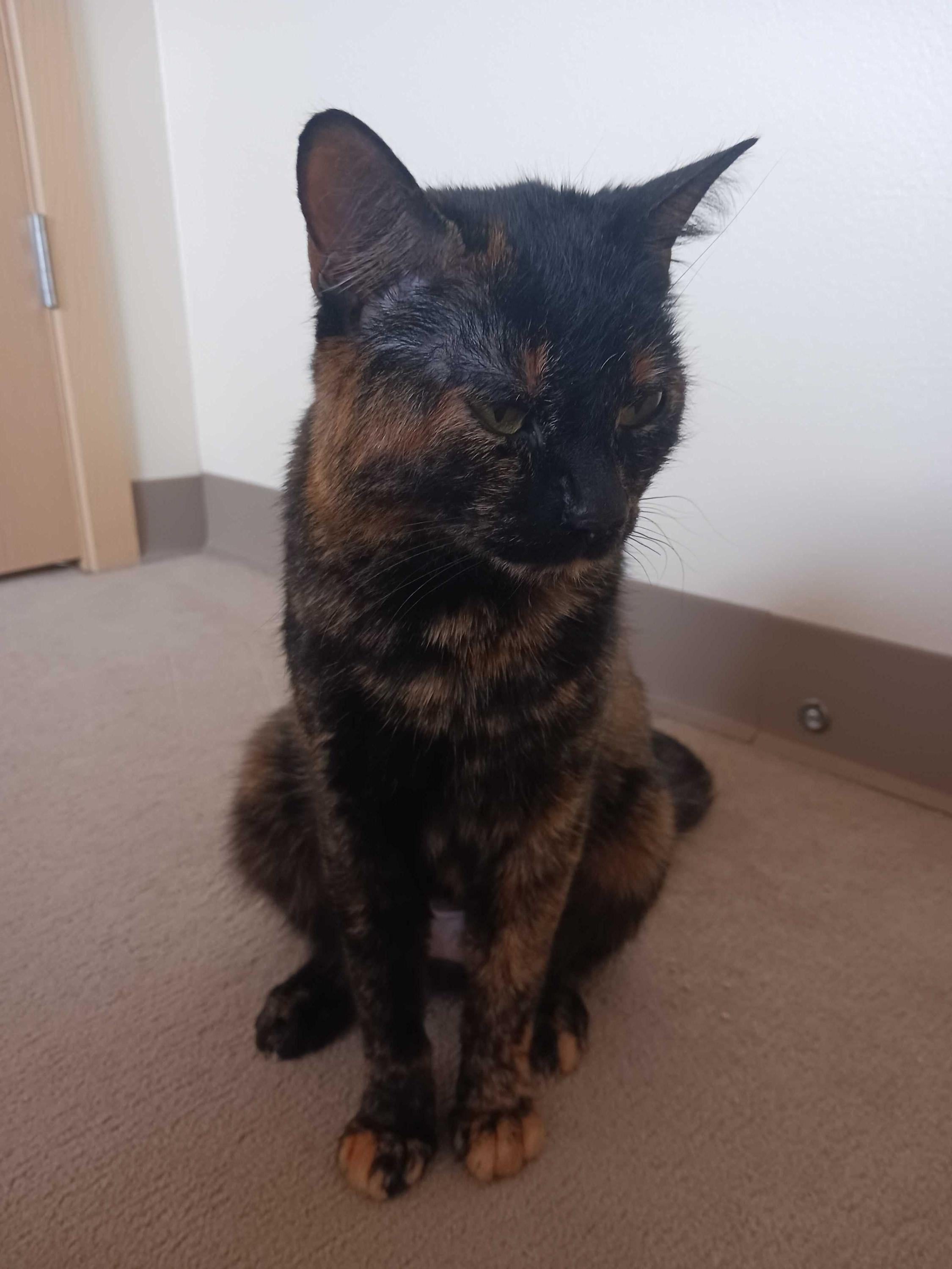 Enlarge Docia , a ADOPTABLE Domestic Short Hair in Seattle, WA image 4/4