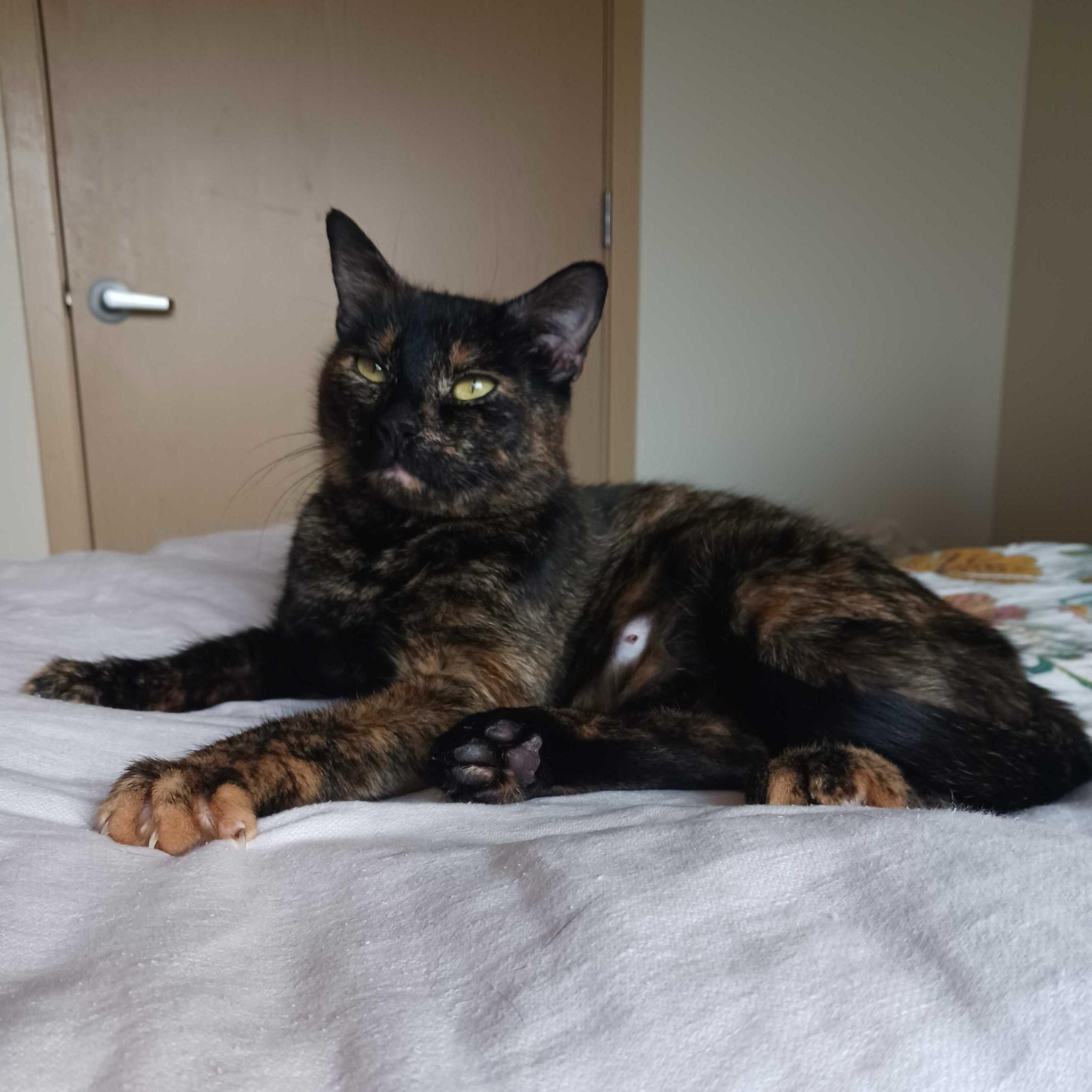 Docia , ADOPTABLE, Adult Female Domestic Short Hair.
