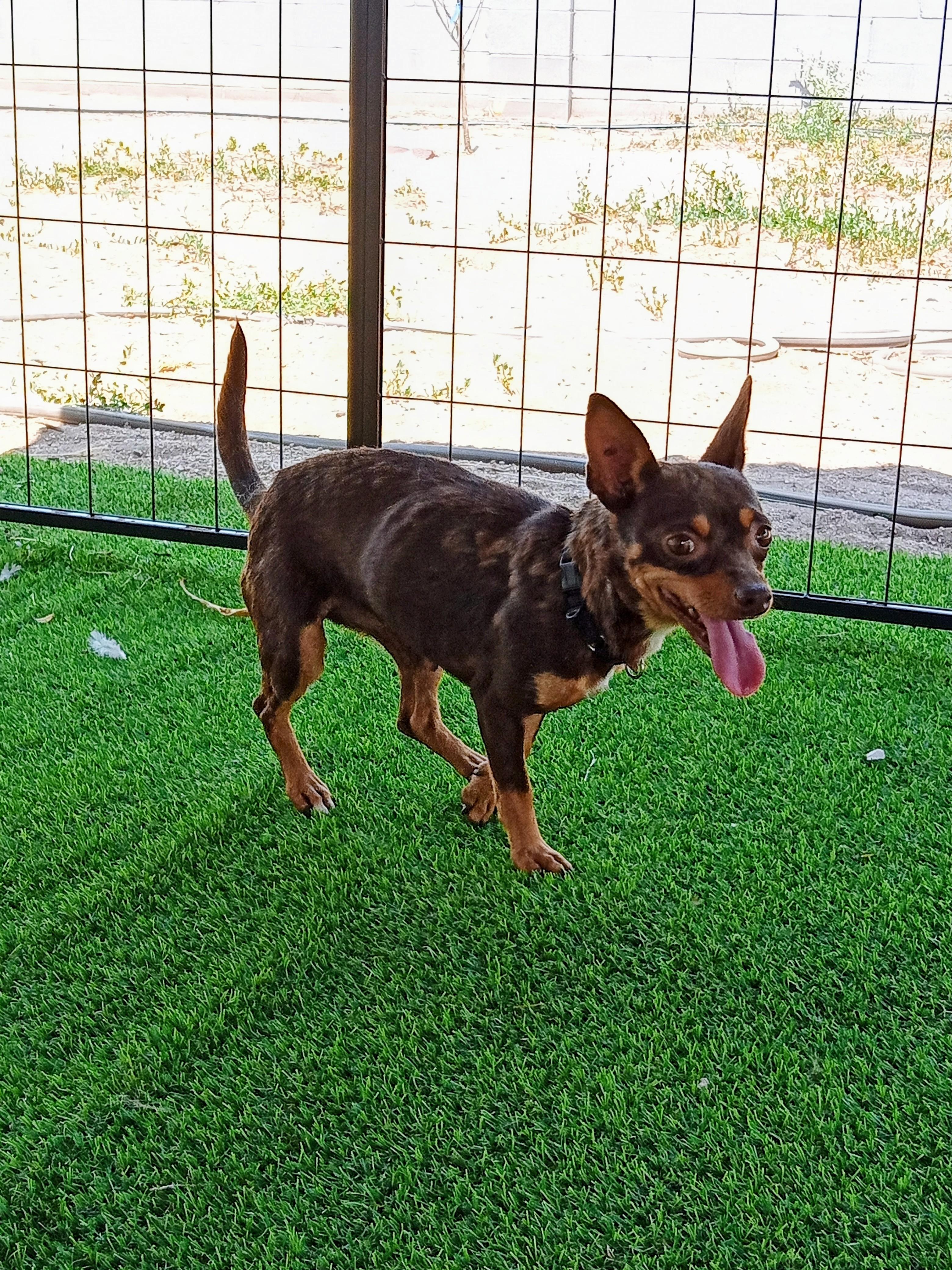 Jackie, a ADOPTABLE Chihuahua in Albuquerque, NM image 2/3