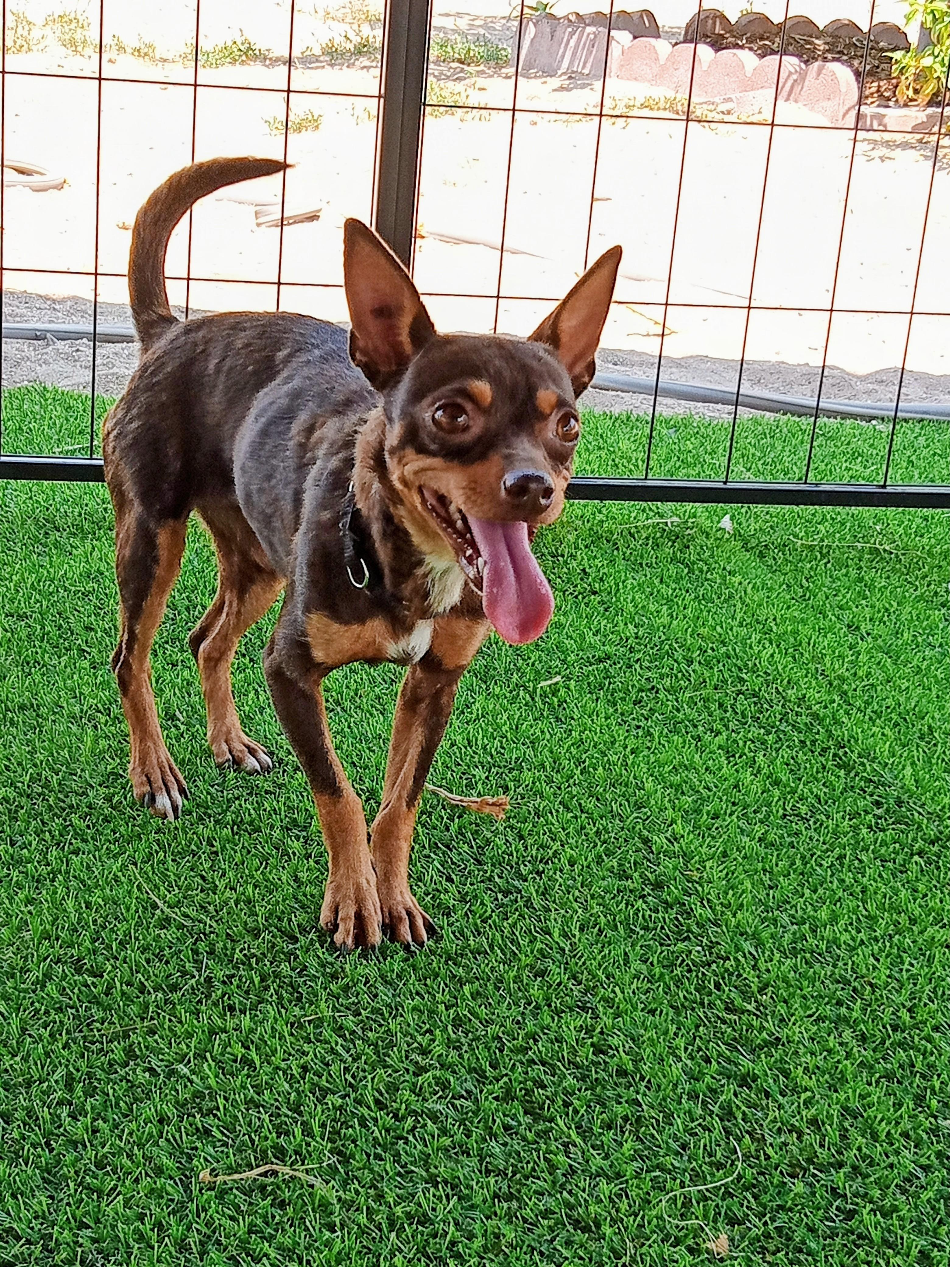 Jackie, ADOPTABLE, Adult Female Chihuahua.