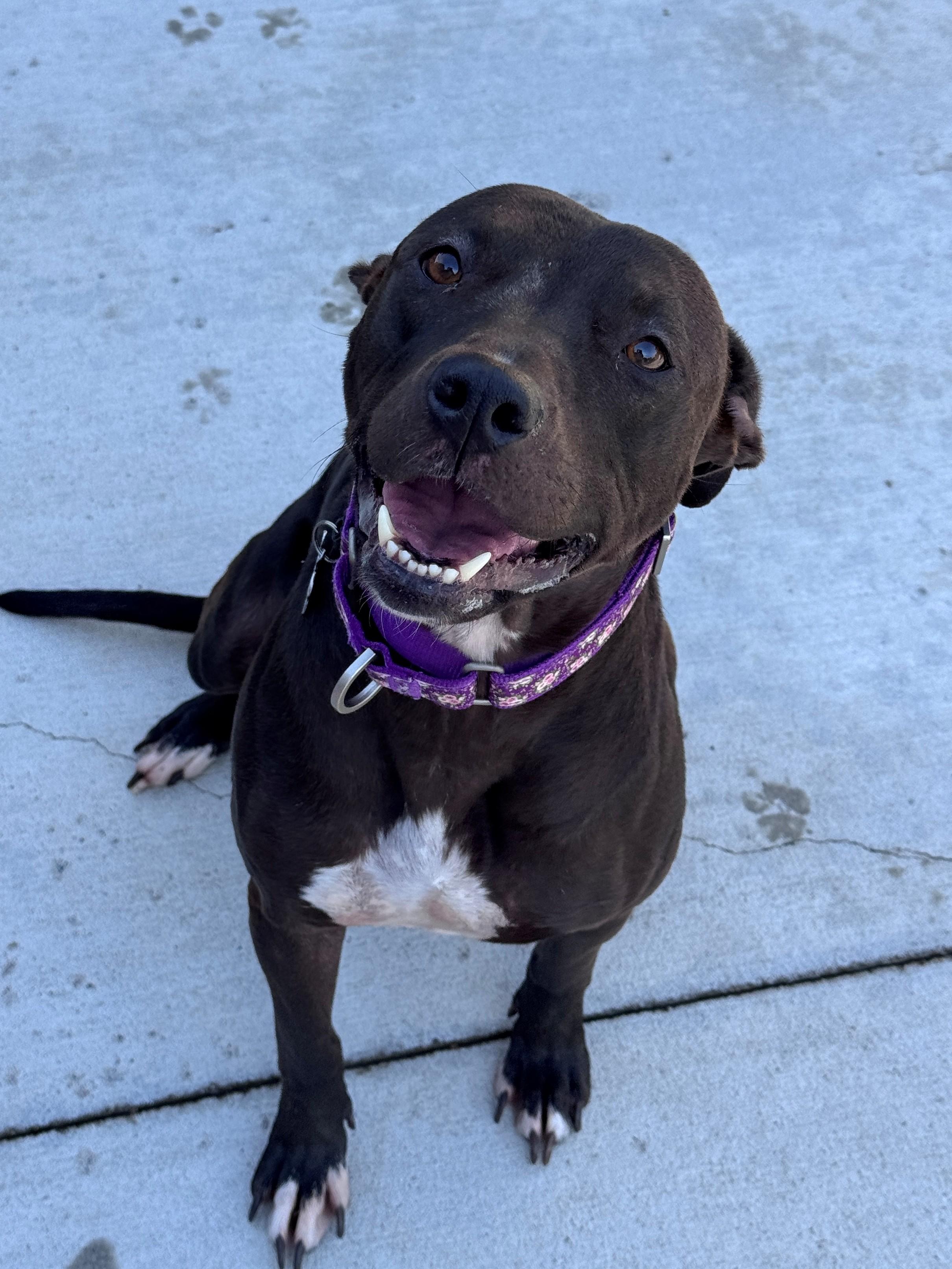 Honeybee, Adopted, Young Female Pit Bull Terrier.