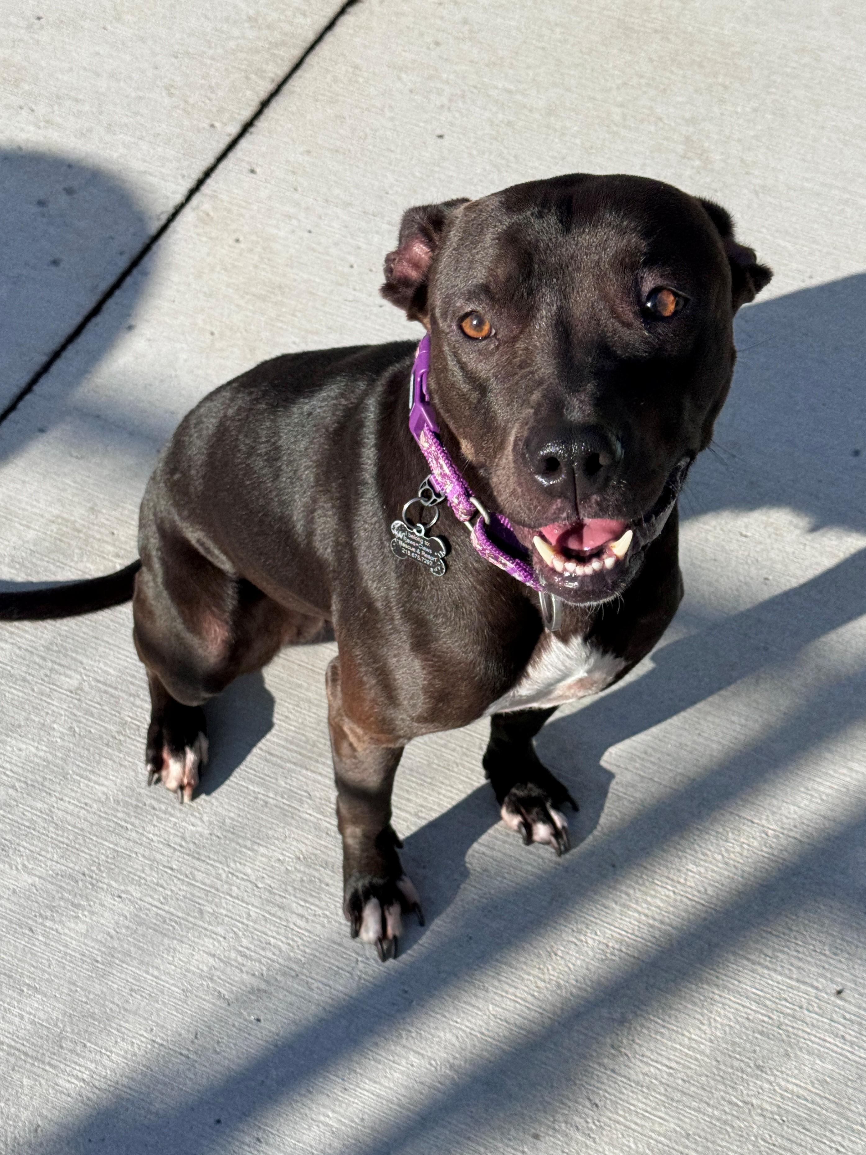 Enlarge Honeybee, a Adopted Pit Bull Terrier in Hackensack, MN image 3/6