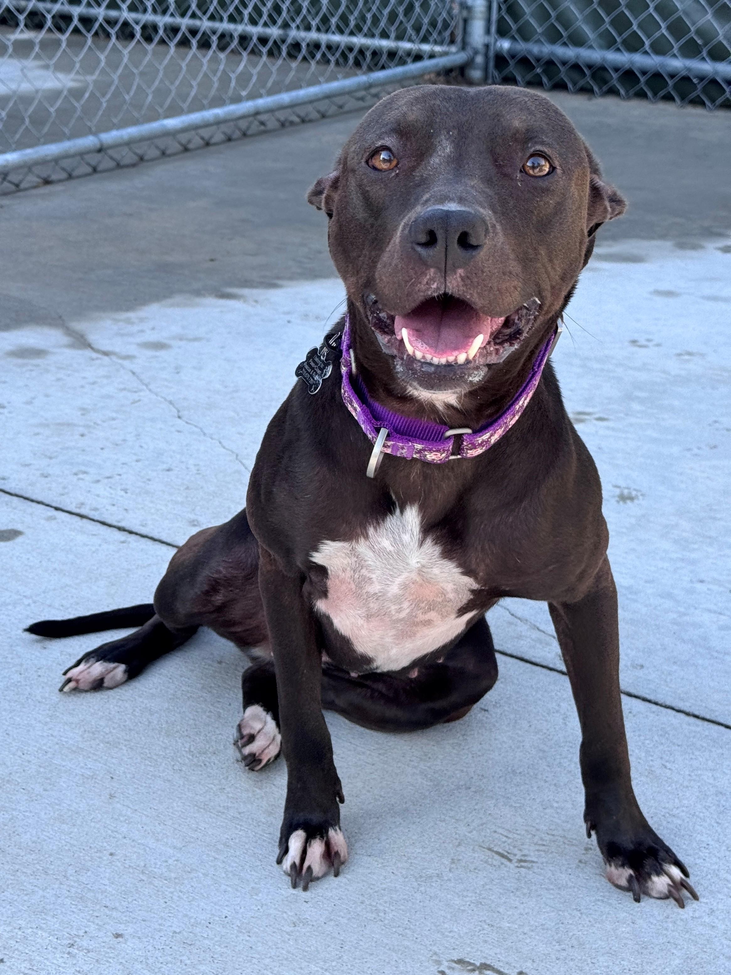 Enlarge Honeybee, a Adopted Pit Bull Terrier in Hackensack, MN image 5/6