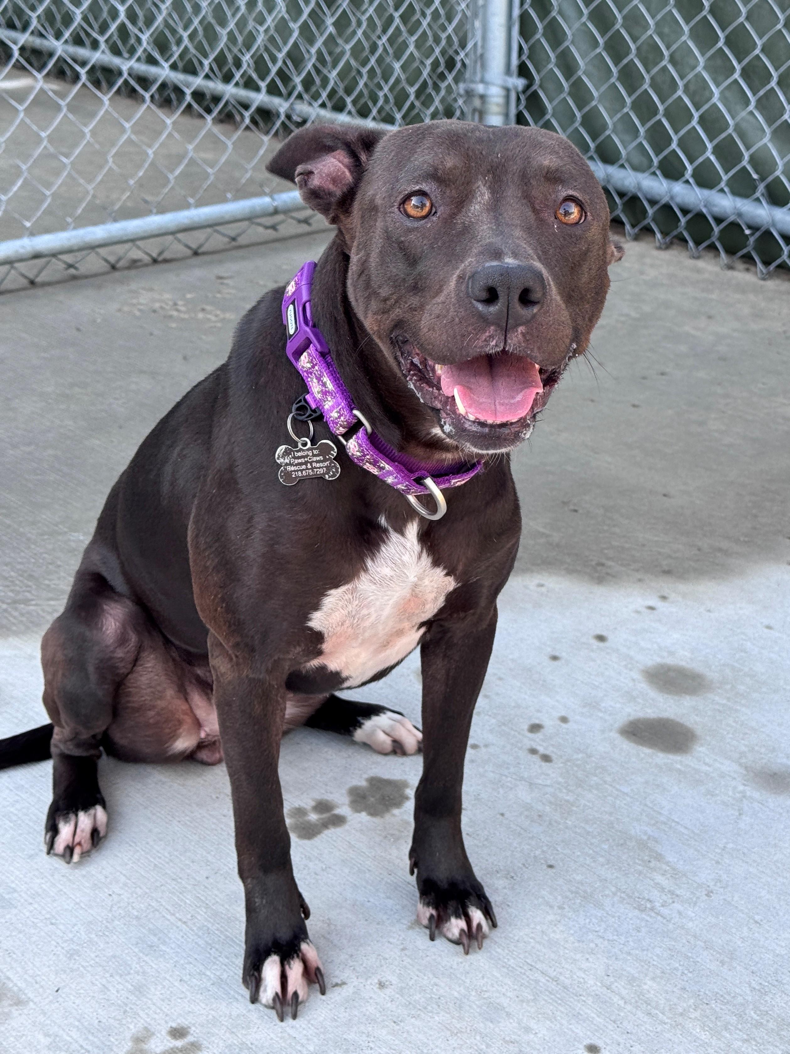 Enlarge Honeybee, a Adopted Pit Bull Terrier in Hackensack, MN image 2/6
