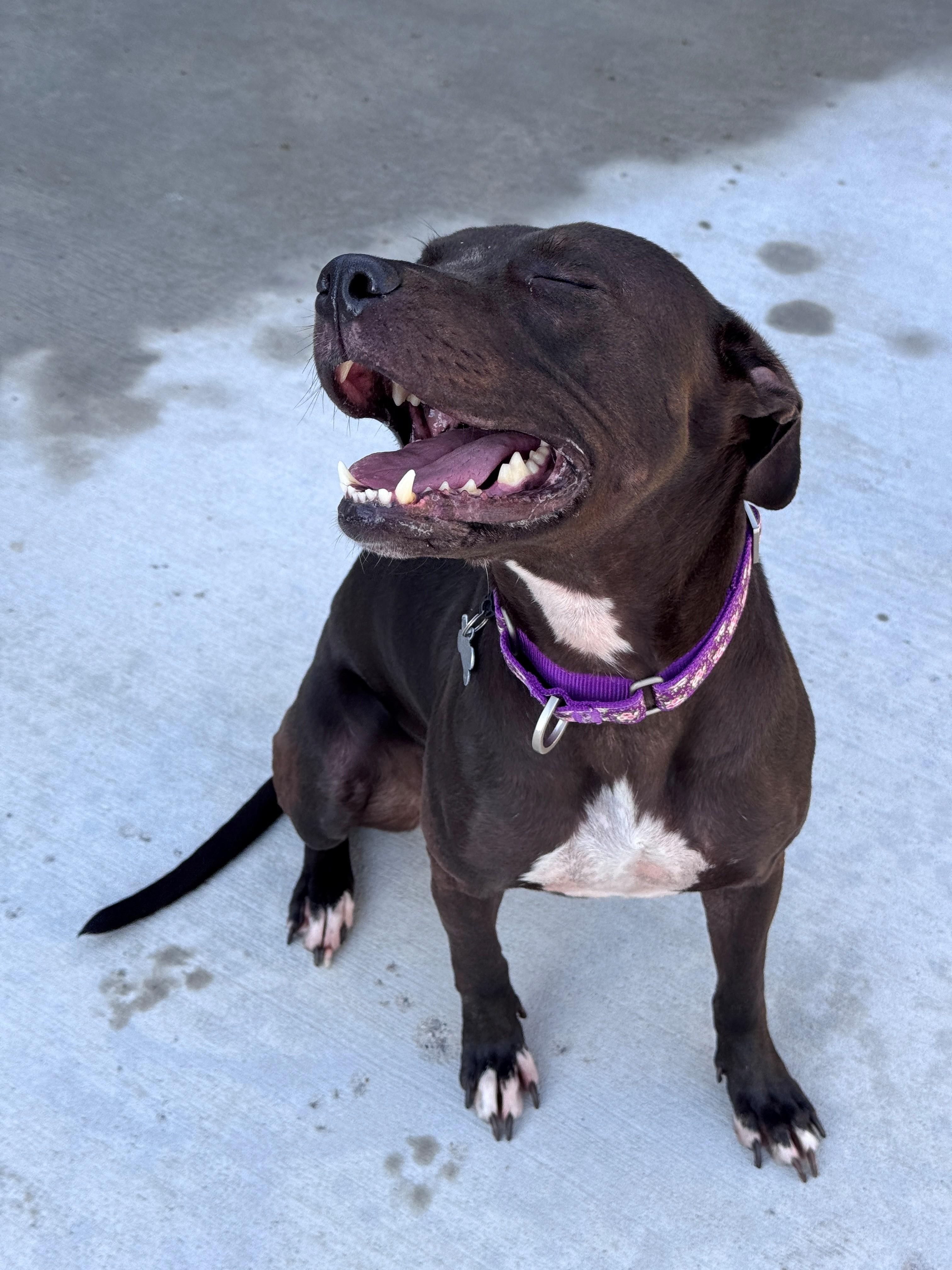 Enlarge Honeybee, a Adopted Pit Bull Terrier in Hackensack, MN image 6/6