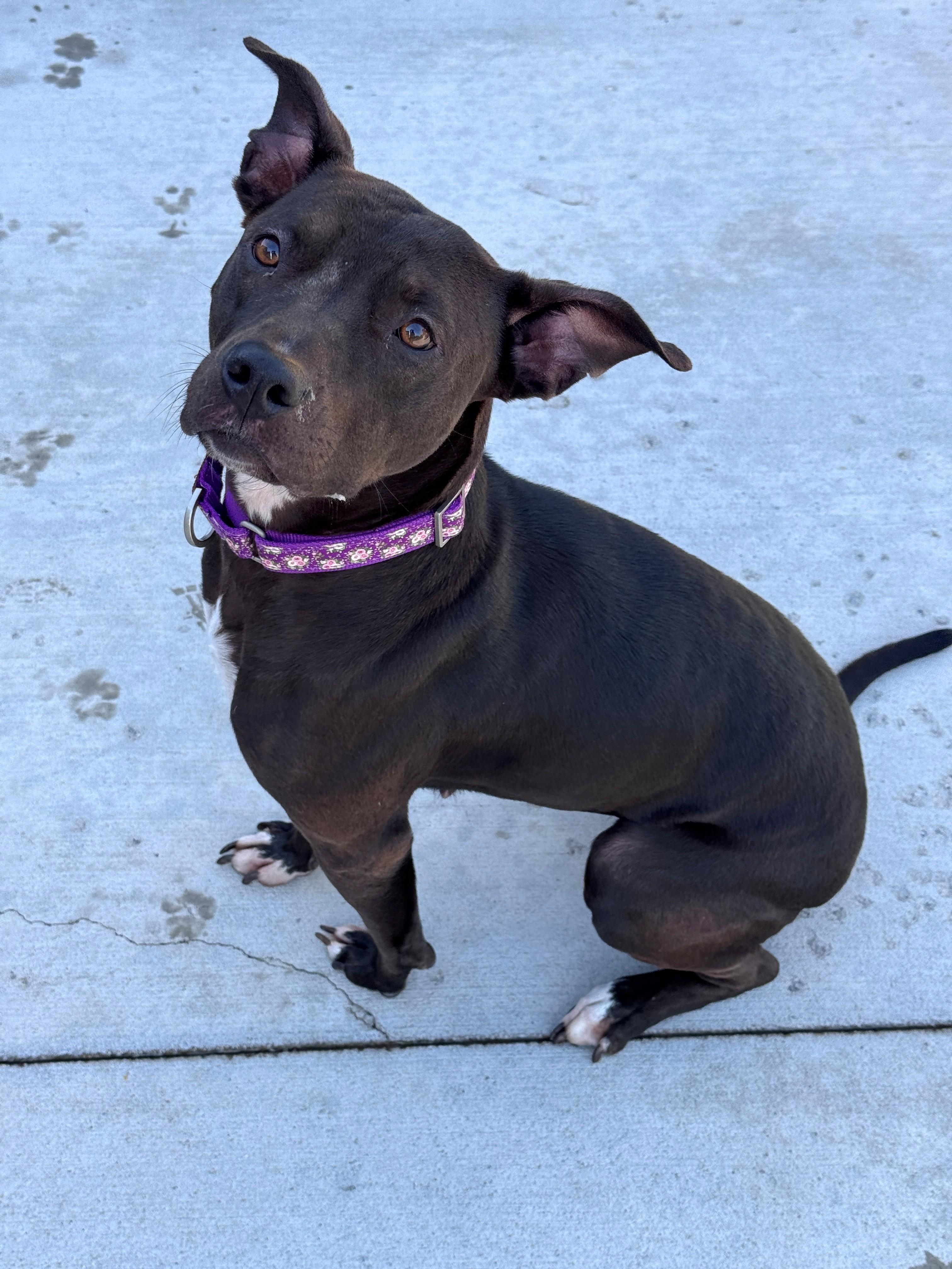 Enlarge Honeybee, a Adopted Pit Bull Terrier in Hackensack, MN image 4/6