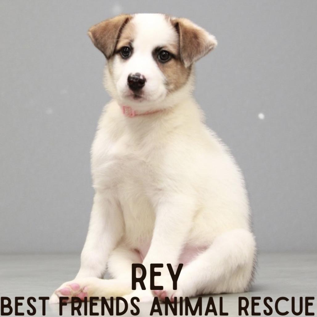Rey, Adoptable, Puppy Female German Shepherd Dog.