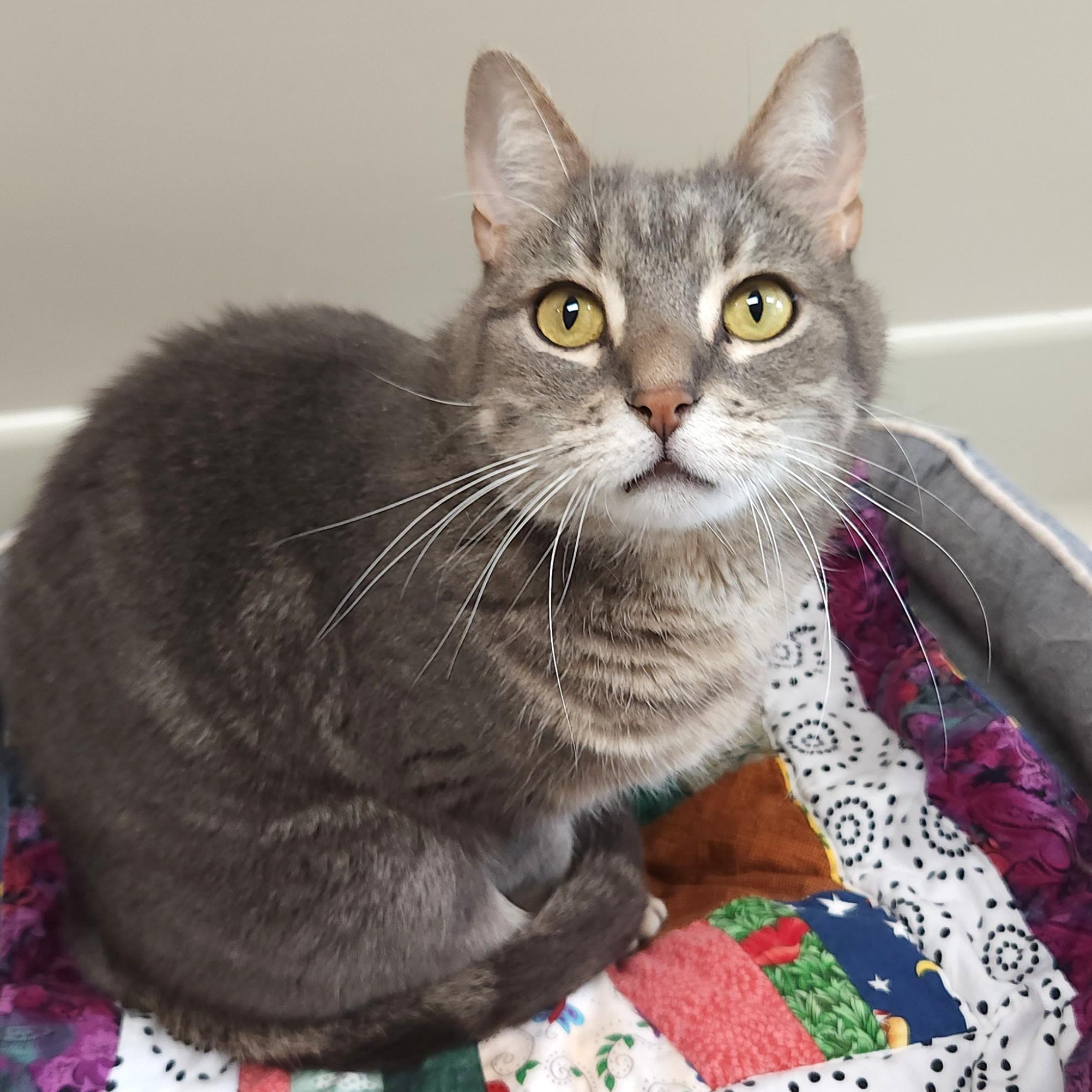 Enlarge Orville, a ADOPTABLE Domestic Short Hair in Marshfield, WI image 2/3