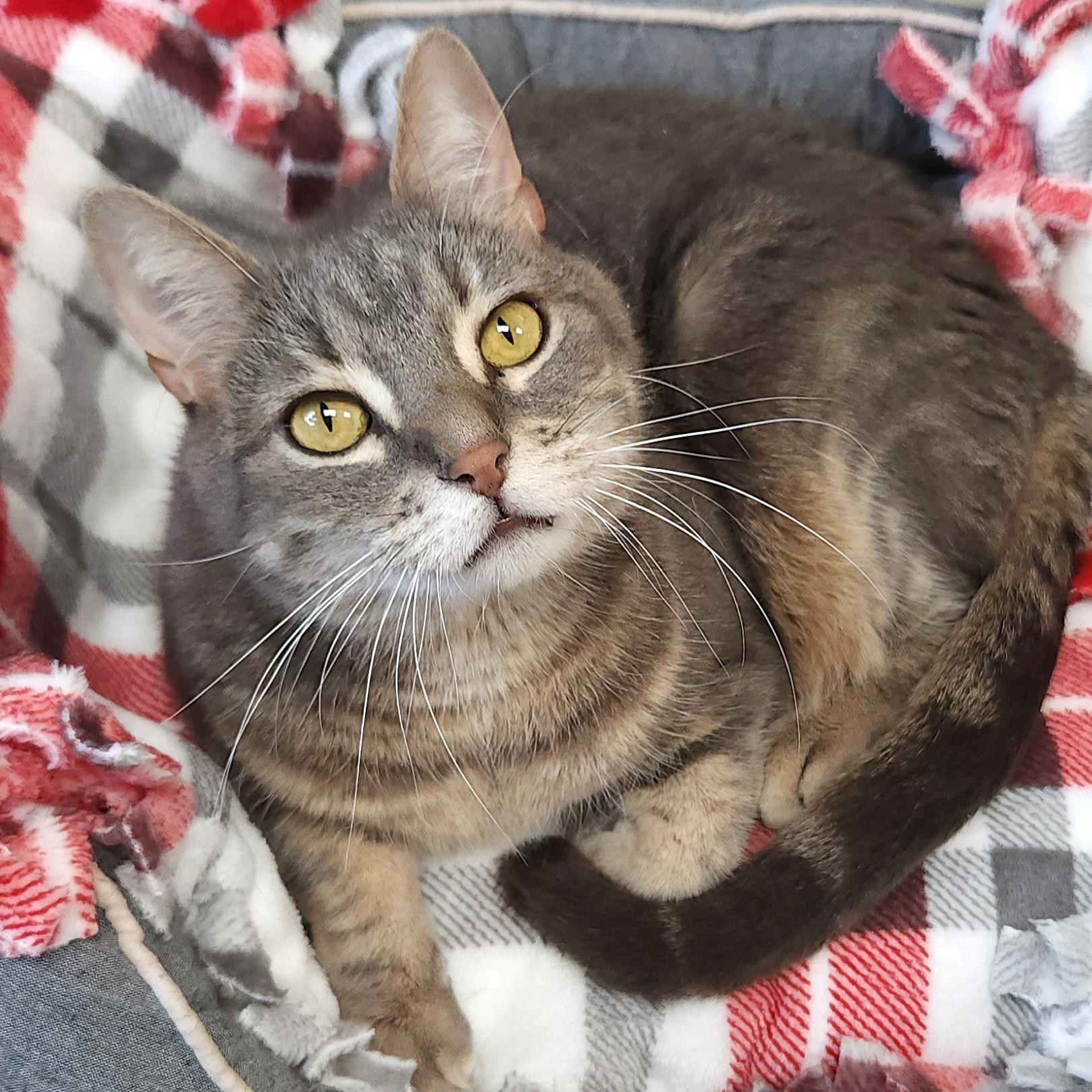 Orville, ADOPTABLE, Senior Male Domestic Short Hair.