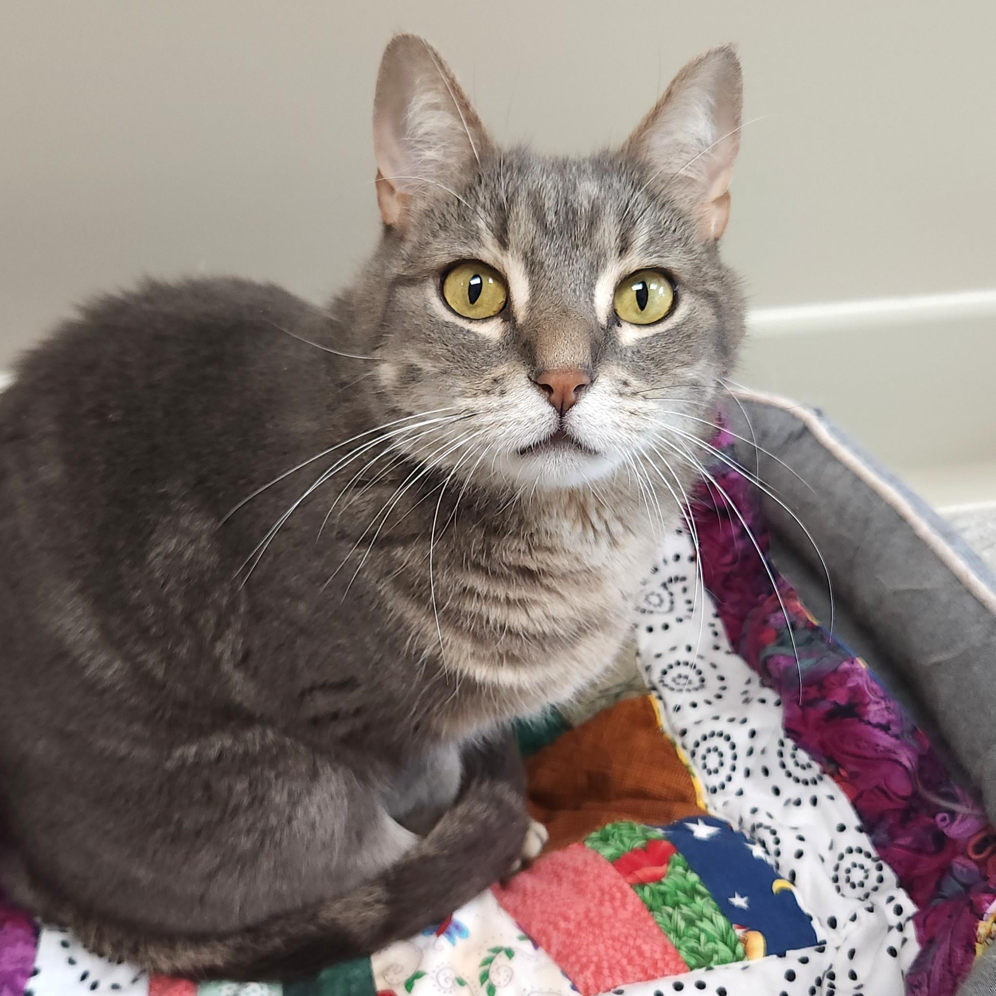 Enlarge Orville, a ADOPTABLE Domestic Short Hair in Marshfield, WI image 3/3
