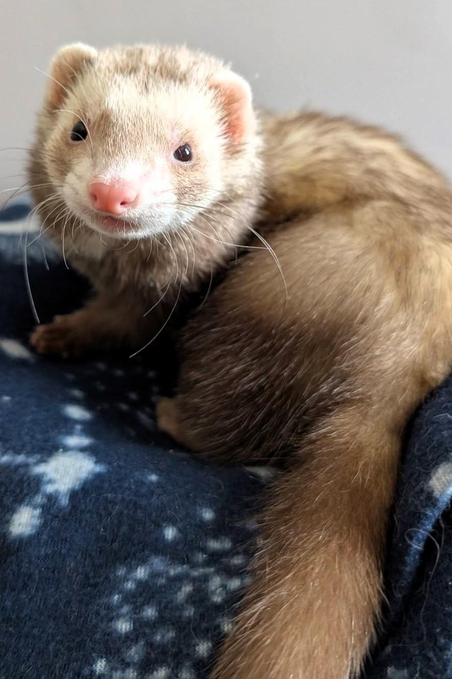 Brynn, Adoptable, Adult Female Ferret.