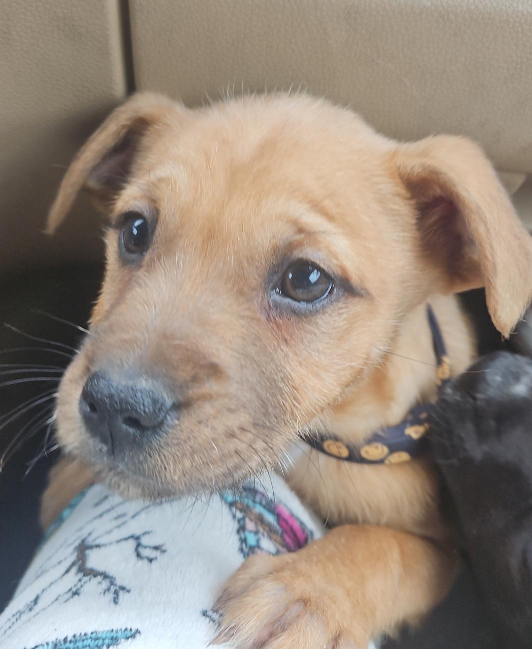 Enlarge River, an adopted mixed breed in Aurora, IL image 1/3