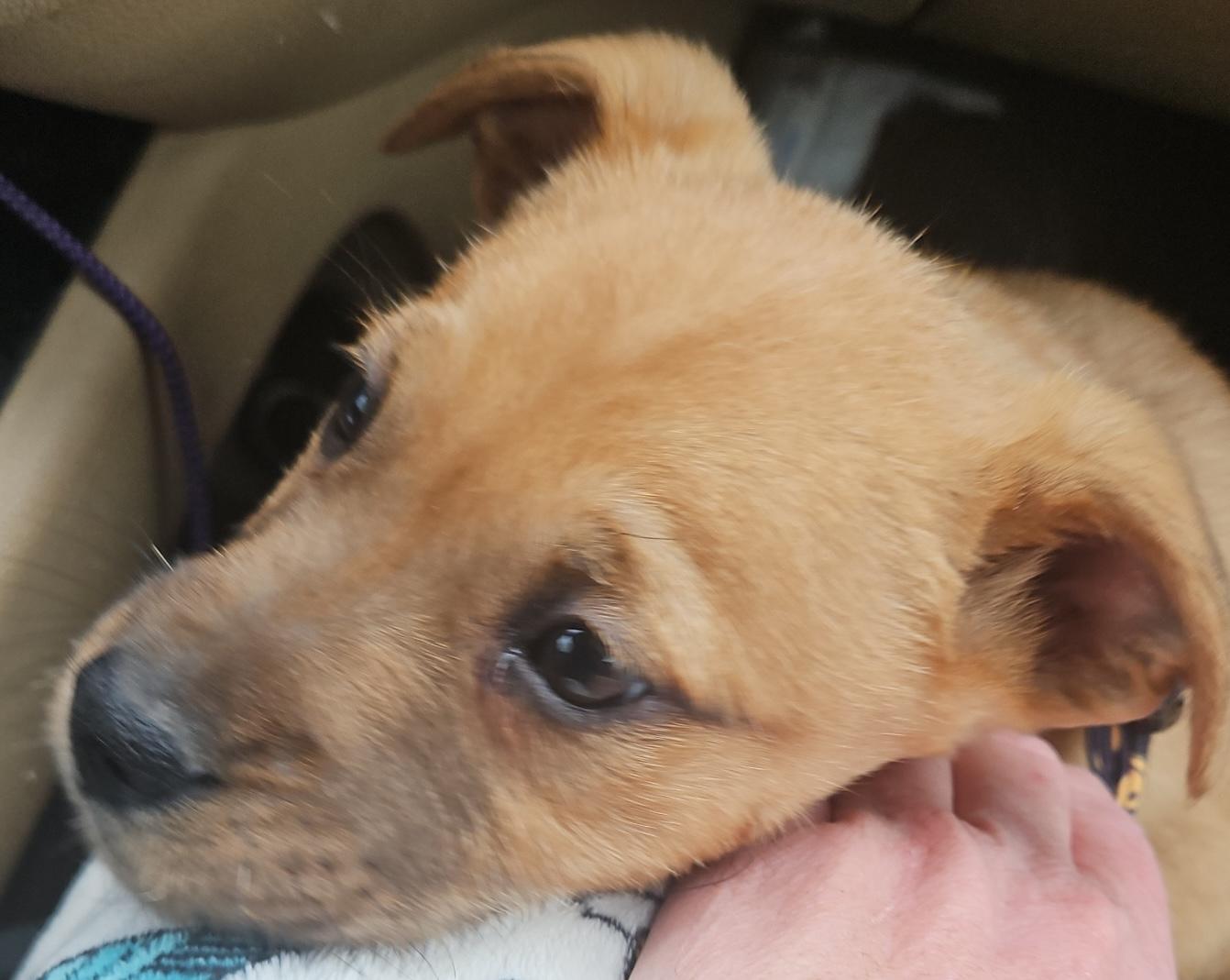 Enlarge River, an adopted mixed breed in Aurora, IL image 3/3