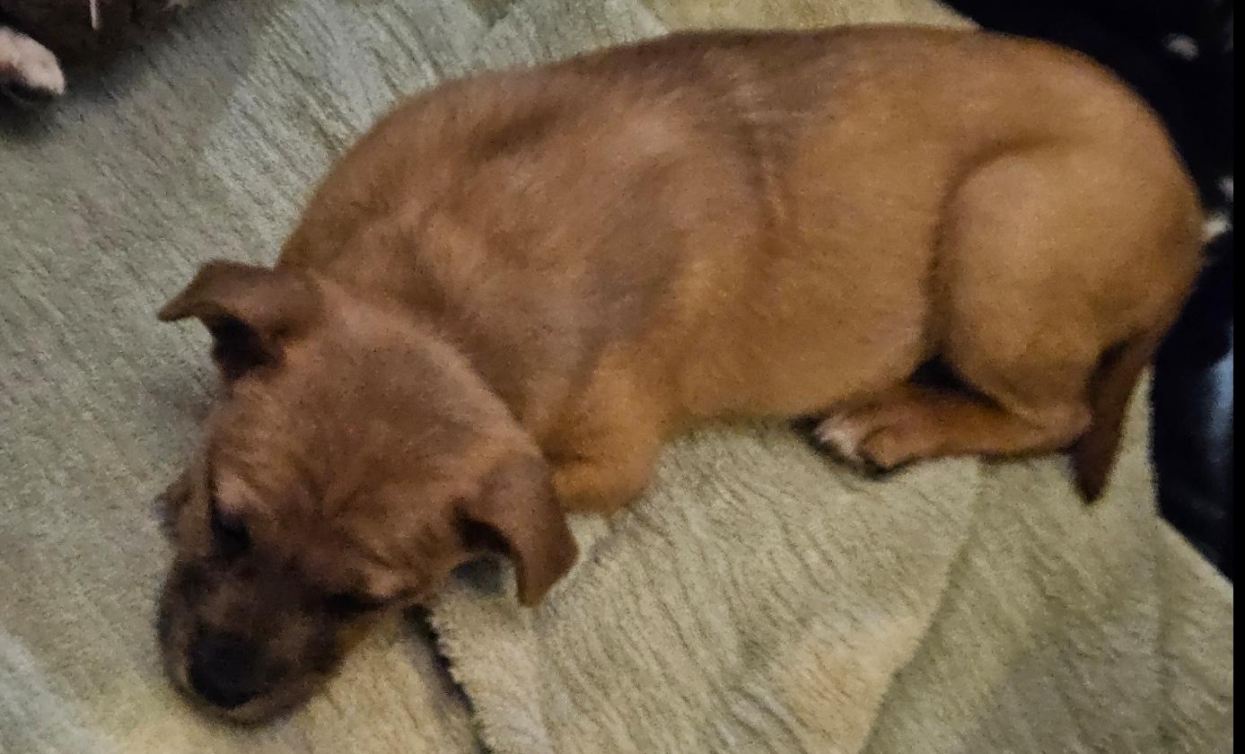 Enlarge River, an adopted mixed breed in Aurora, IL image 2/3