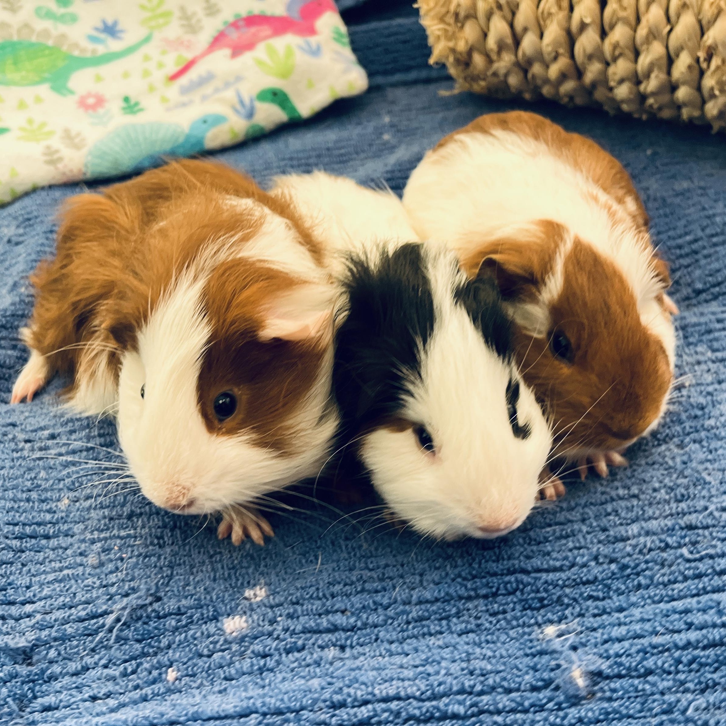 Mambo, Tango & Salsa, Adoptable, Baby Male Guinea Pig & Silkie / Sheltie.