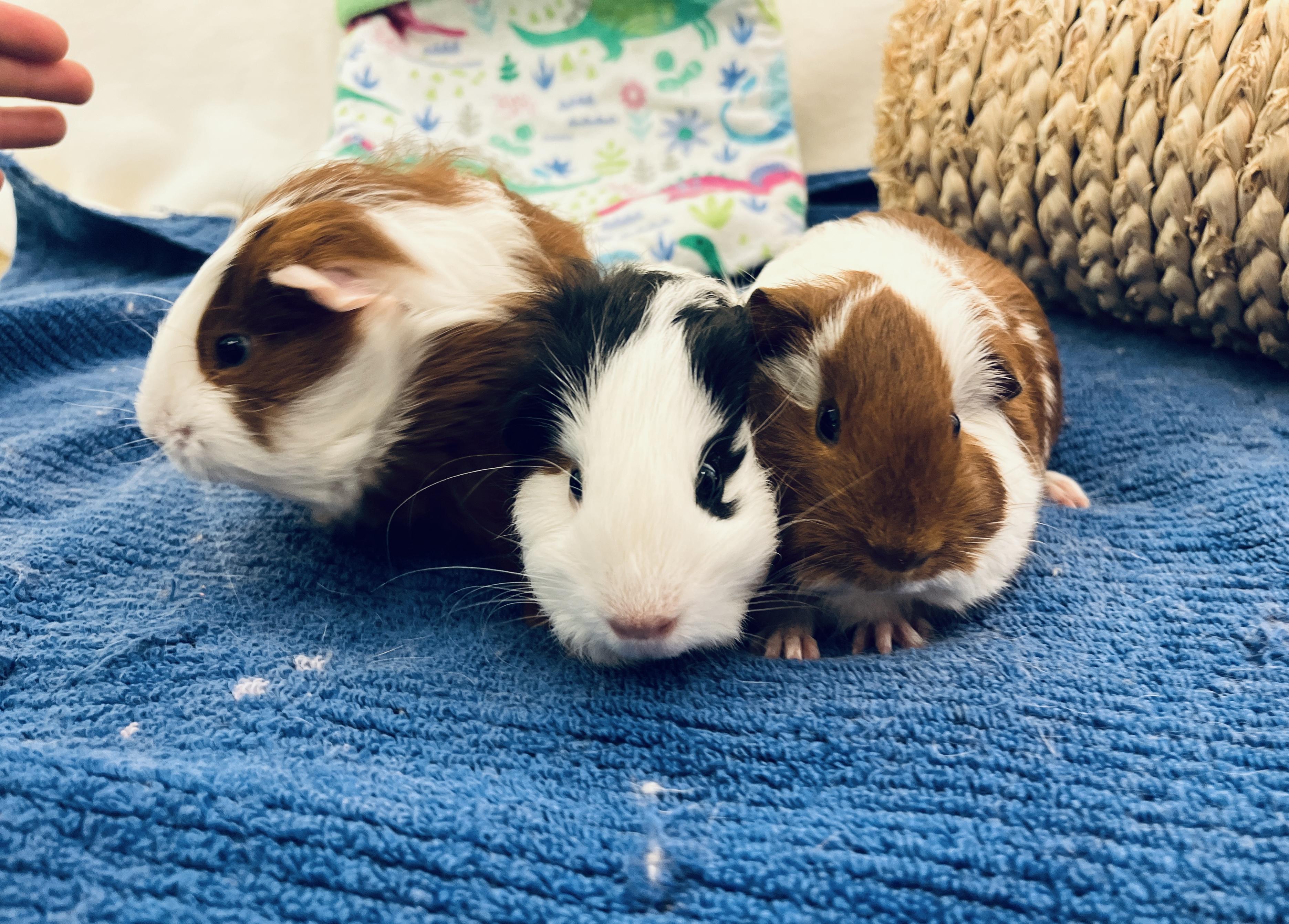 Mambo, Tango & Salsa, a Adoptable mixed breed in Oakland, CA image 2/6