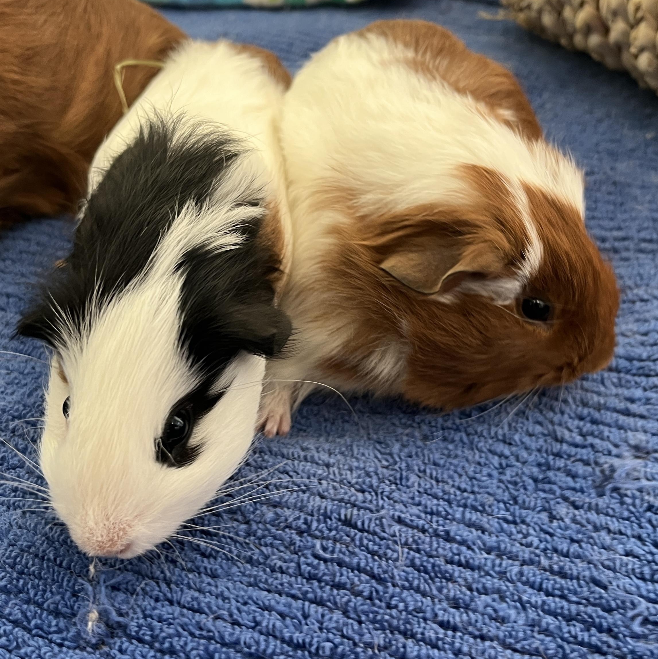 Mambo, Tango & Salsa, a Adoptable mixed breed in Oakland, CA image 5/6