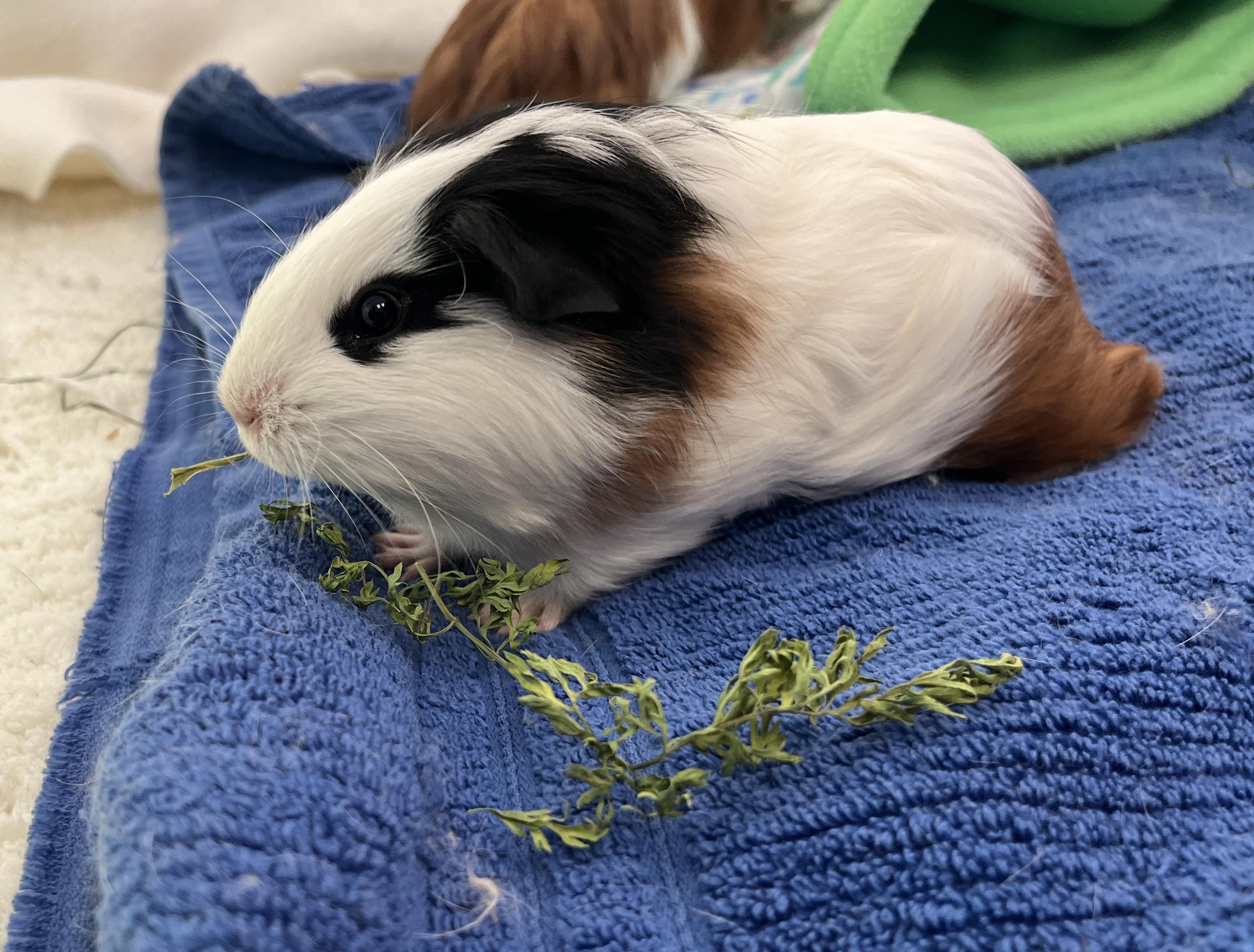 Mambo, Tango & Salsa, a Adoptable mixed breed in Oakland, CA image 4/6