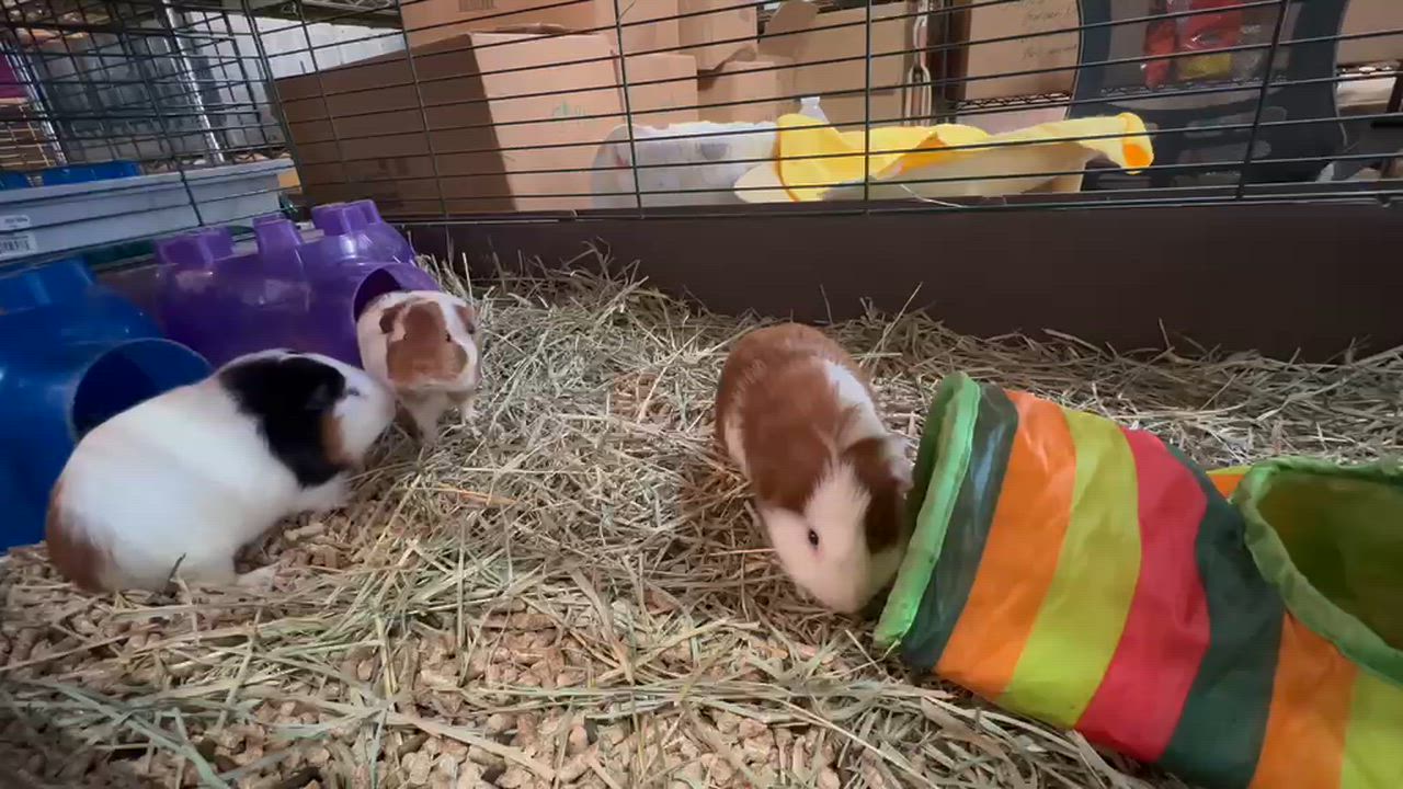 Enlarge Mambo, Tango & Salsa, a Adoptable mixed breed in Oakland, CA video 6/6